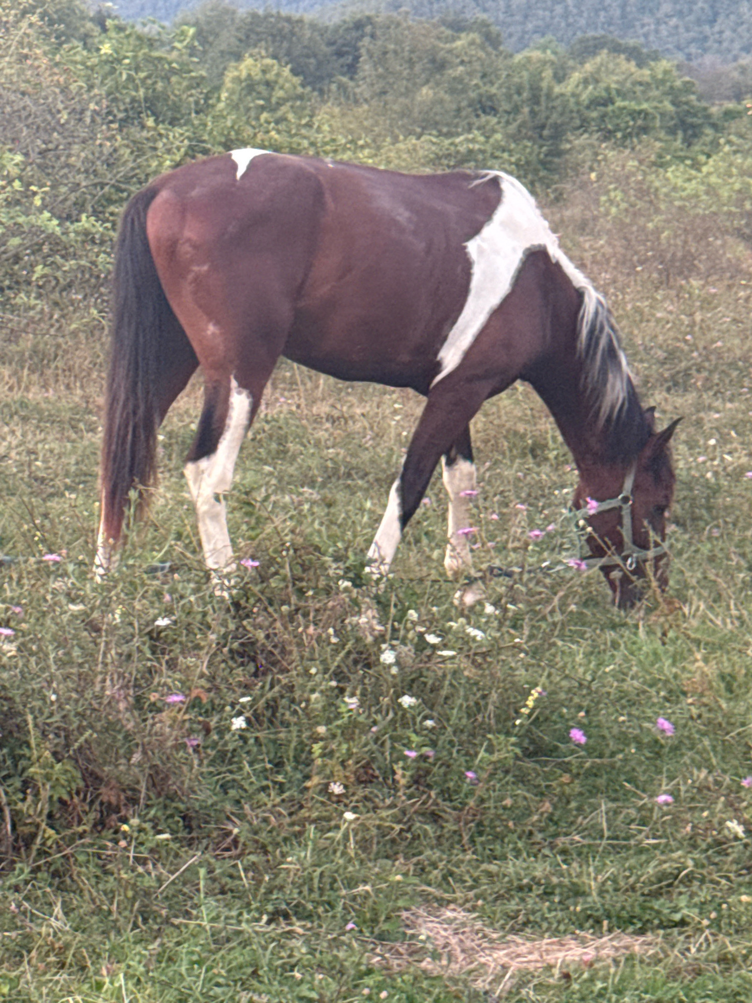 A brown and white horse grazes in a field with some small purple and white flowers. The horse has a harness on and its head is down eating. The background consists of trees and foliage. The image was taken in Tenginka, Russia.
