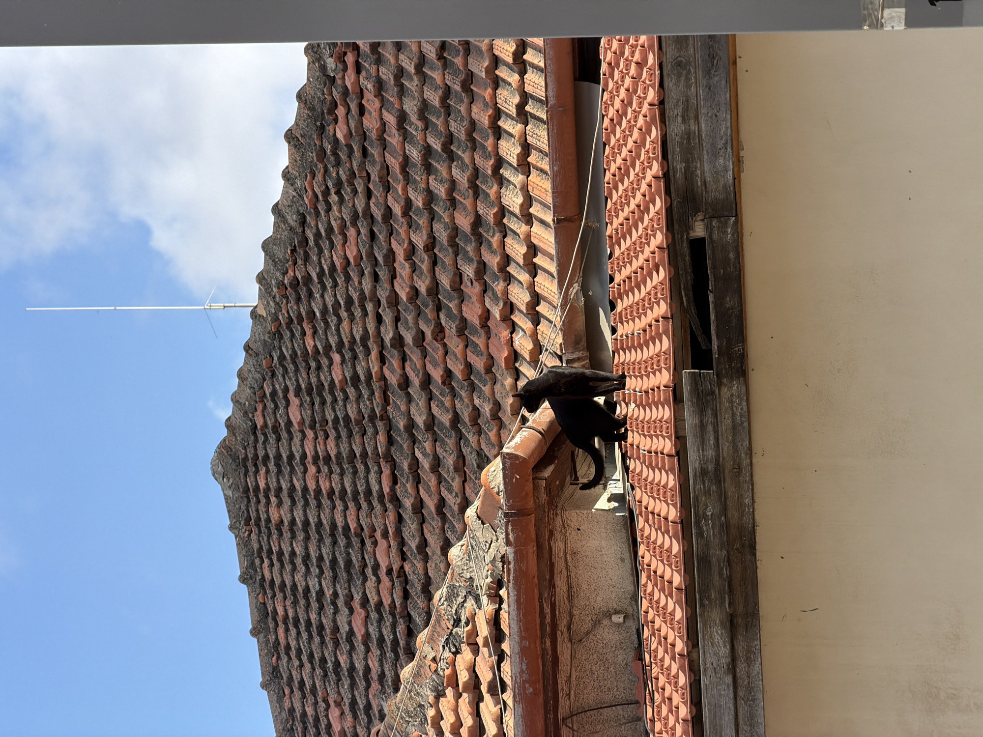 The image shows a close-up view of a building's roof in Tel-Aviv, Israel. The roof is covered with red clay tiles. A black cat is perched on the edge of the roof, near a gutter. The side of the building is visible, with a textured orange section and a beige wall. The sky is visible in the background, with some clouds. An antenna is visible on the roof.