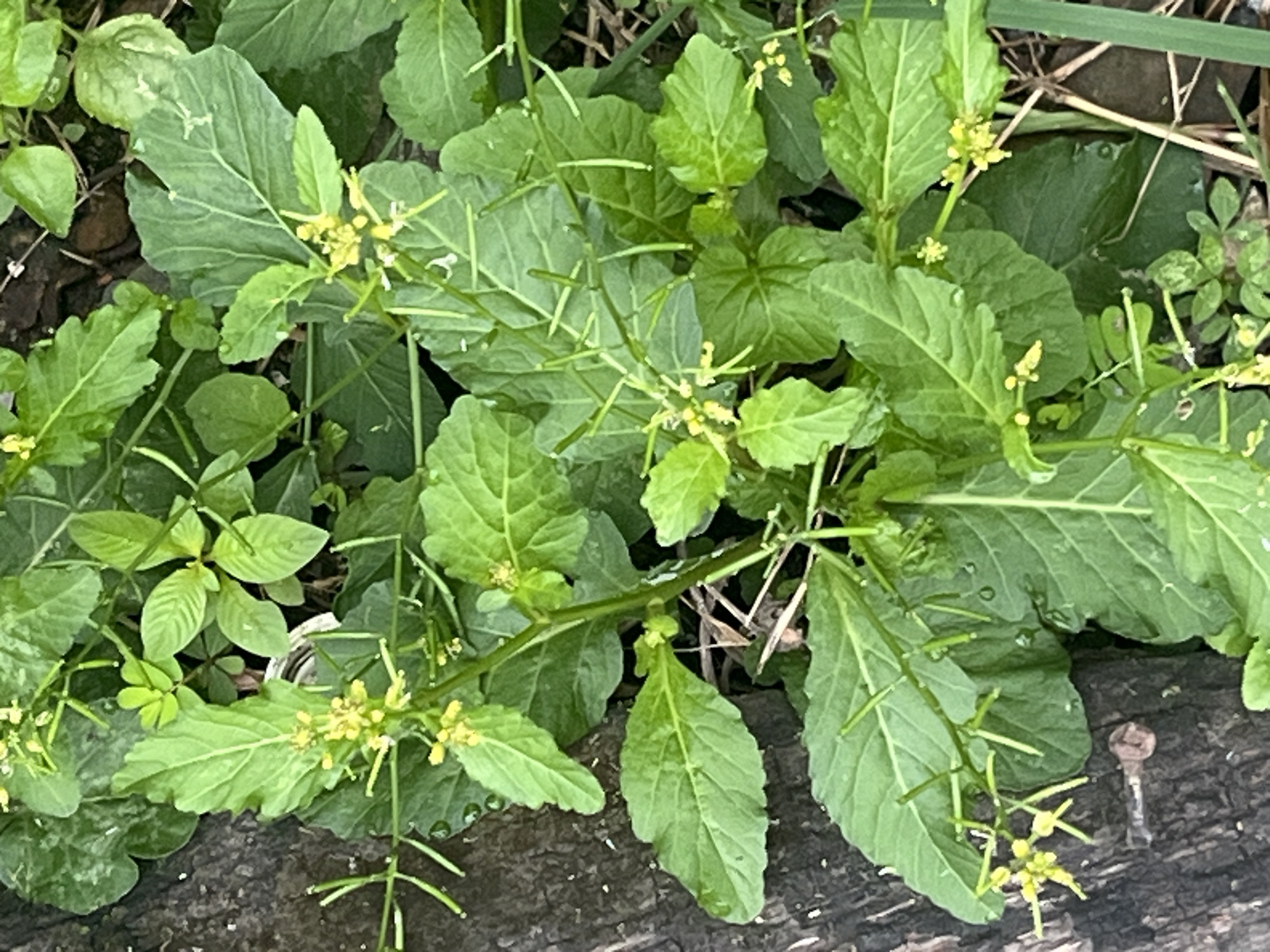 A close-up, overhead shot captures a cluster of small, yellow flowers blooming on thin green stems, surrounded by lush green leaves. The leaves are broad and lobed, some appearing slightly ruffled. A dark, textured surface, possibly a log or tree bark, is visible on the left side of the frame. The background consists of more greenery and hints of soil. The scene appears to be in a natural outdoor setting, likely a garden or wooded area.