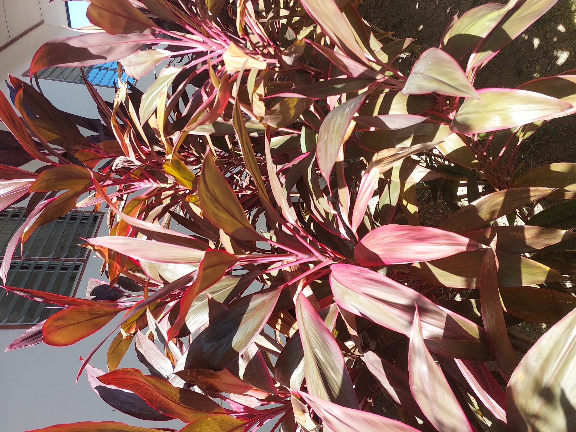 The image shows a close-up view of several Ti plants (Cordyline fruticosa) with their vibrant red and green leaves. The plants are in a garden setting, with soil visible at the bottom of the frame. In the background, a building with windows is partially visible. The lighting suggests it is daytime, with sunlight casting shadows on the leaves. The location is identified as Baan Mae Nam, Thailand.