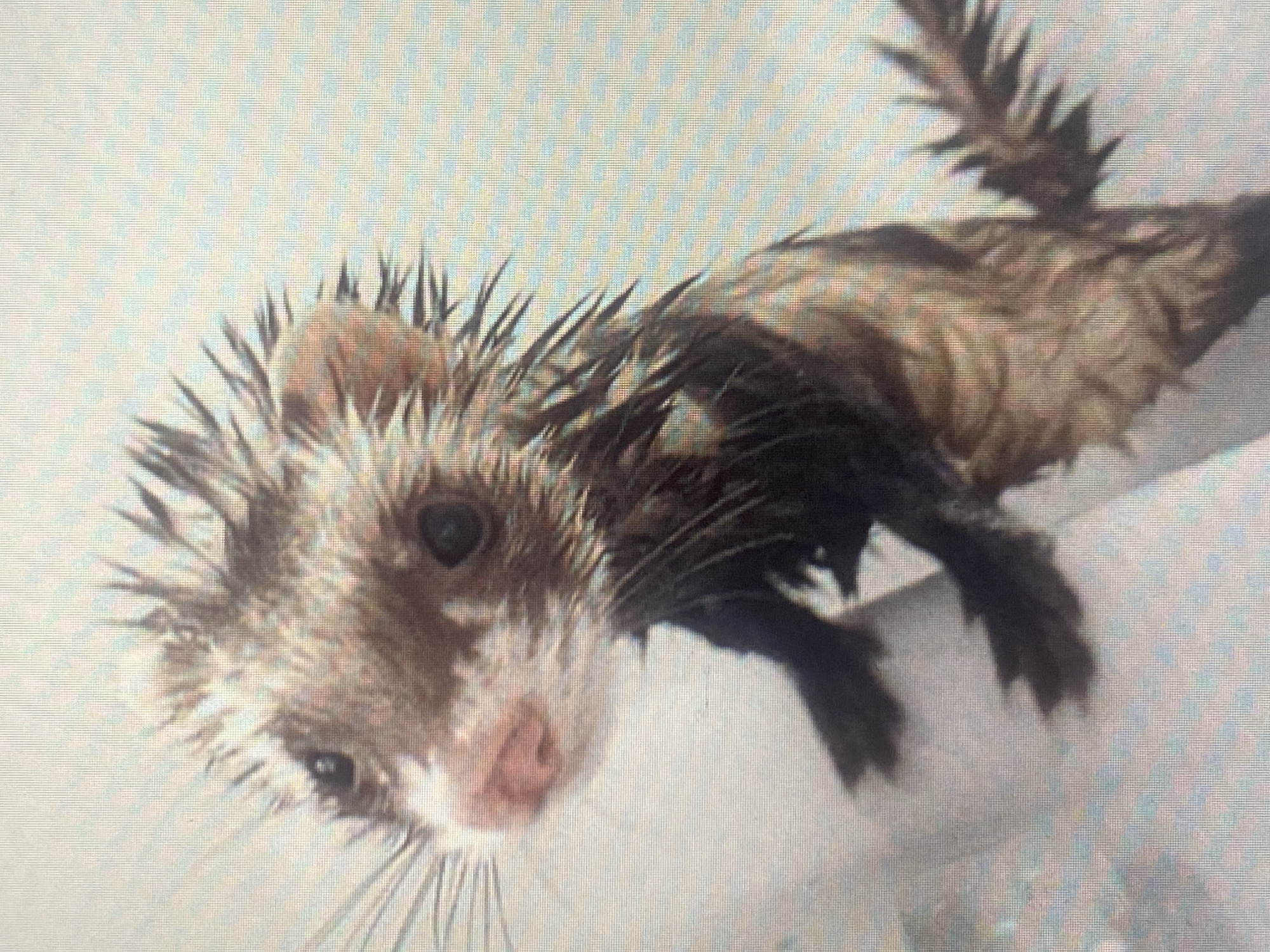 The image shows a close-up of a wet ferret, likely being bathed. The ferret has light brown fur with darker brown markings and a light pink nose. Its fur is spiky and matted due to being wet. The ferret is standing on a light-colored, possibly ceramic, surface. The background is a pale, textured surface, suggesting an indoor environment. There are no other subjects or objects clearly visible in the frame besides the ferret and the immediate surface it is on. The image does not contain any information that would indicate a location in Rybnitsa, Moldova.