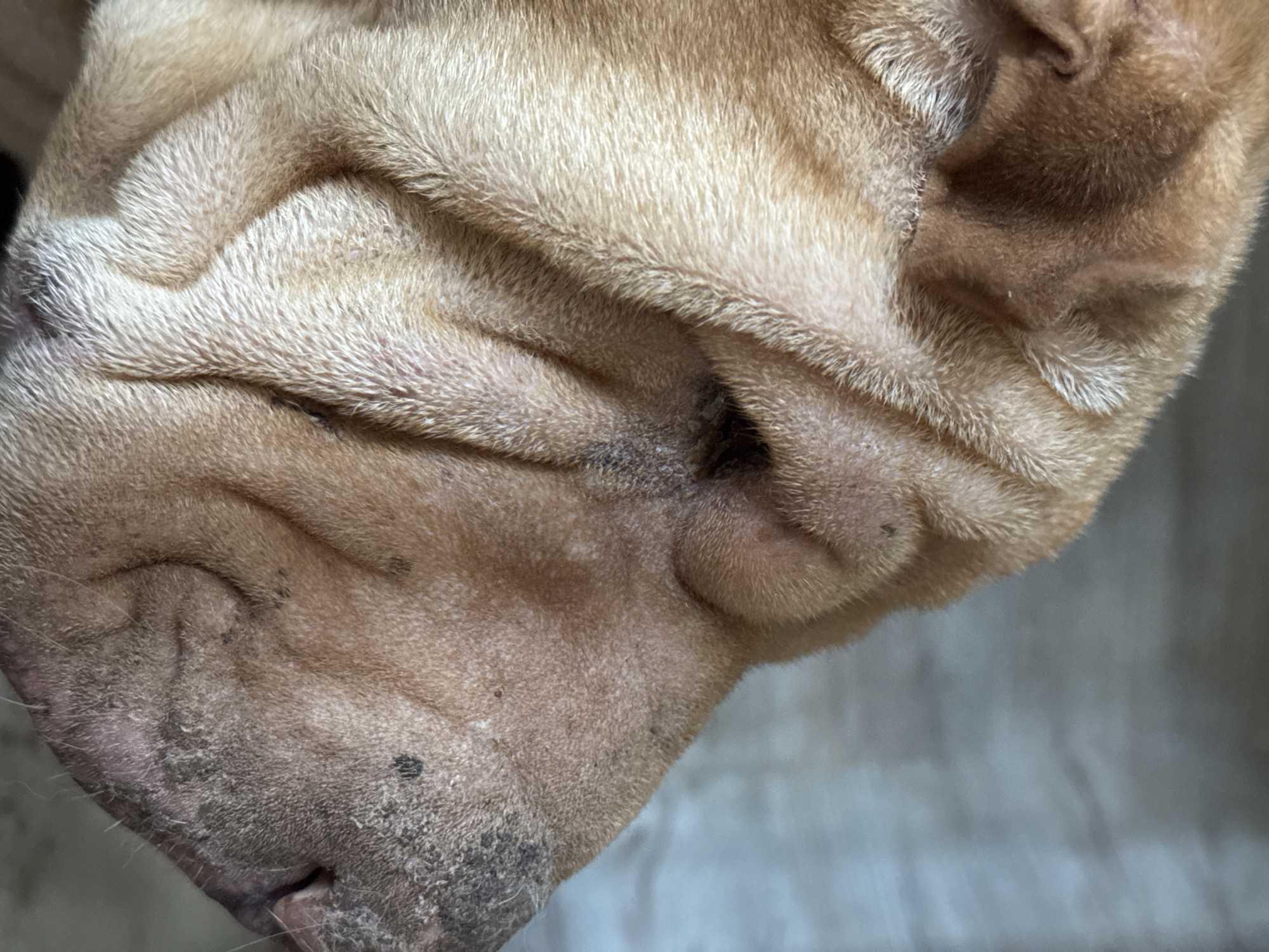 The image is a close-up, side-profile shot of a fawn-colored Shar-Pei dog's face. The dog has numerous deep wrinkles covering its head and snout. Its eye is partially obscured by wrinkles. The background is a textured, light gray surface, possibly a wall or floor. The image does not contain any information related to the city of Rusalevka, Russia.