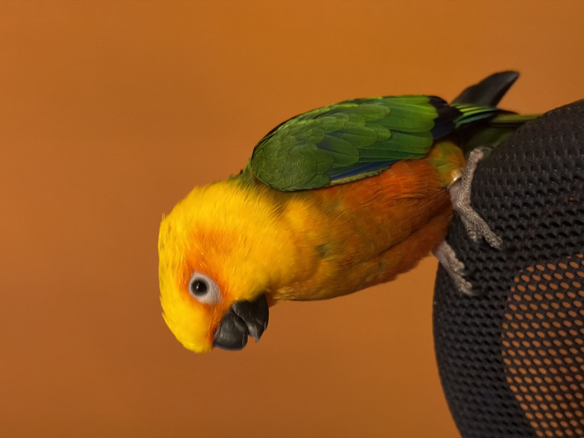 A sun conure, a small parrot with yellow head feathers, orange breast feathers and green wing feathers, is perched on the top of a black mesh office chair. The background is a solid orange color. The bird is facing towards the left of the frame, looking down. The scene doesn't show any element that would allow one to determine if it is located in the city of Khimki, Russia.