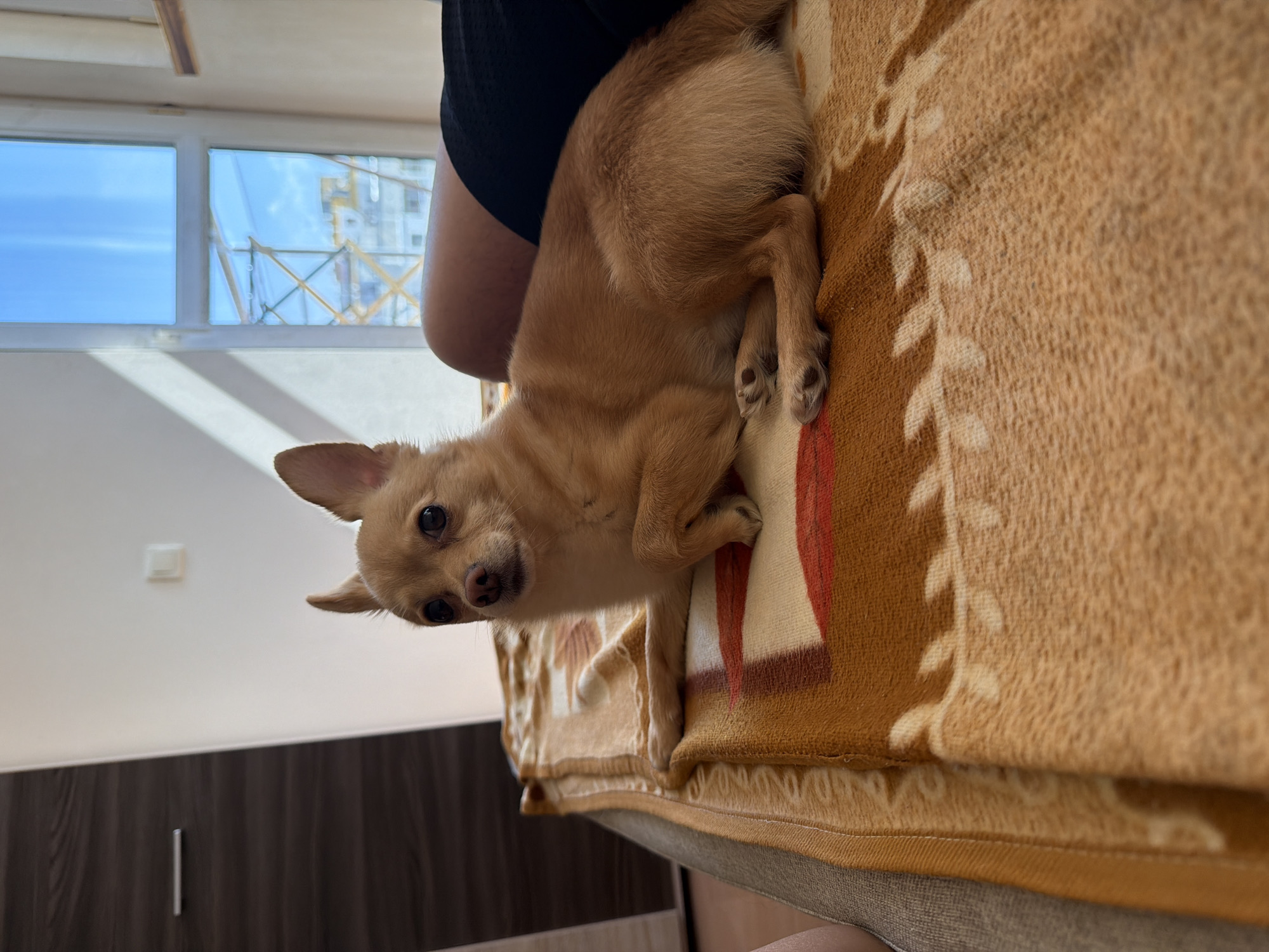 A tan chihuahua dog is lying on a bed covered with a patterned blanket. The dog is looking towards the camera with its ears perked up. Behind the dog, a person's legs are visible, wearing black shorts. In the background, there is a window with a view of buildings and scaffolding outside. Sunlight is streaming through the window, casting shadows on the wall. The room appears to be a bedroom.