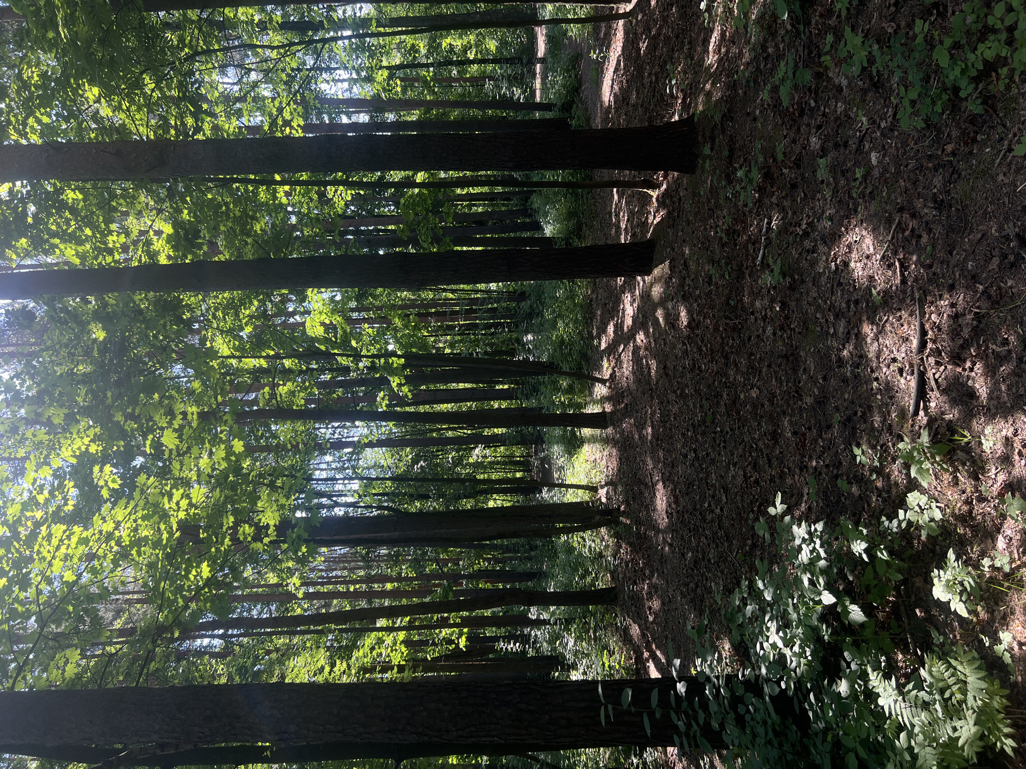 This media file captures a serene and densely forested scene. Numerous tall, slender tree trunks, likely pines or similar coniferous and deciduous trees, dominate the composition, stretching vertically towards the sky. Their dark, rough bark contrasts with the vibrant green foliage that crowns their upper branches and fills the canopy, indicating a lush, active growing season. Sunlight streams from the left side of the frame, illuminating the leaves with a bright, almost glowing quality and casting long, dappled shadows across the forest floor.
The ground is covered with a layer of fallen leaves, twigs, and sparse undergrowth, including small green plants and ferns, suggesting an untamed natural environment. A subtle, cleared path or trail winds through the trees, inviting exploration deeper into the woods. The strong contrasts between sunlit areas and deep shadows, particularly on the ground, hint at either early morning or late afternoon when the sun is lower in the sky. The overall atmosphere is one of tranquility and natural beauty. No people, animals, or visible text are present. Given the context, this forest is located in Saint Petersburg, Russia.