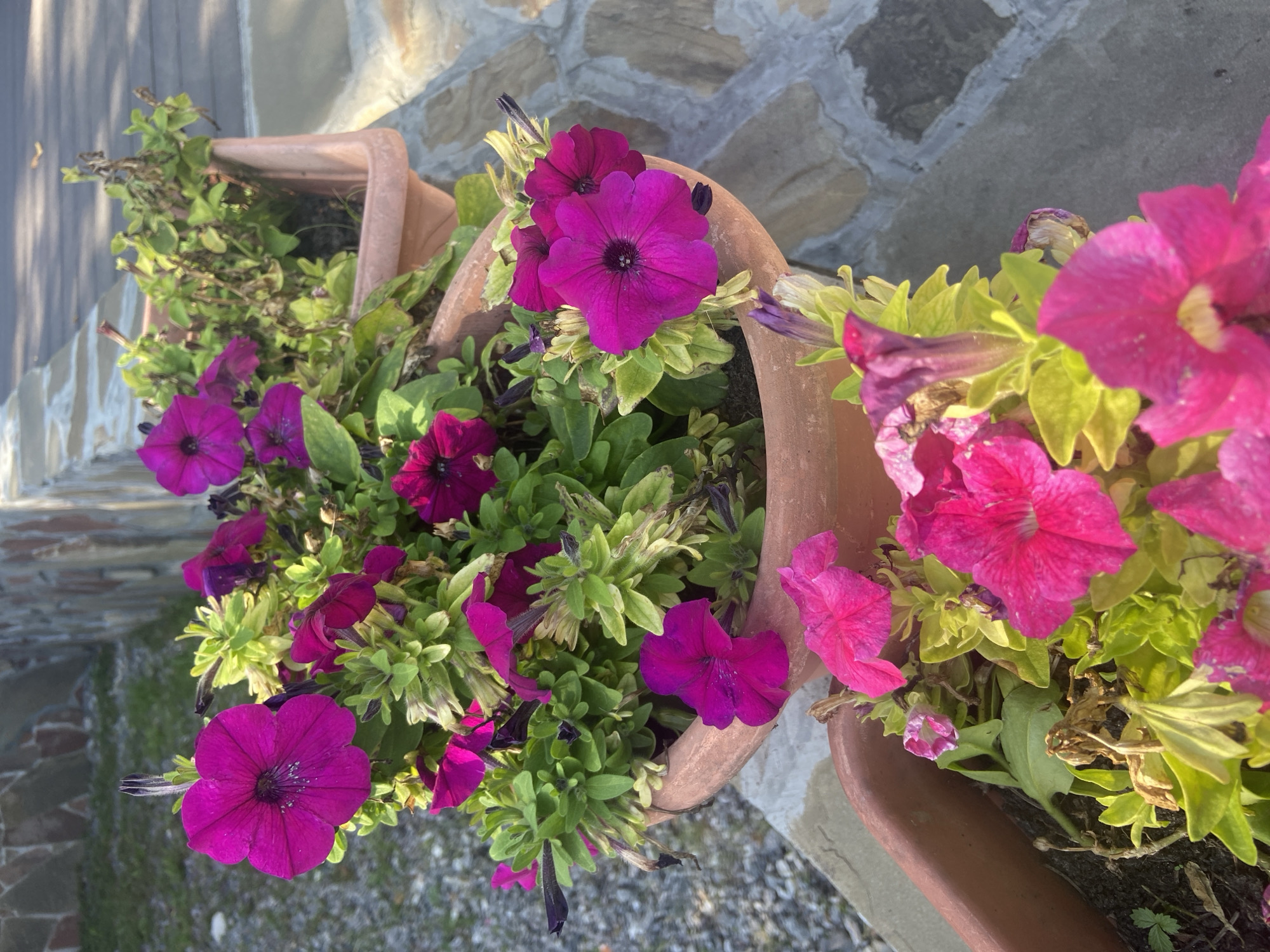 The image displays a close-up view of potted petunias in bloom. The flowers are a vibrant fuchsia and pink, with some buds and wilting blooms present. The plants are housed in terracotta pots, one of which is partially visible in the foreground, and another slightly further back. The pots are placed on a textured surface, possibly stone or concrete, with a gravelly area and a stone wall in the background. The scene appears to be outdoors, possibly in a garden or patio area. The lighting suggests it is daytime, with sunlight casting shadows. There are no people or animals visible in the image. The location is described as the city of Chulis, Russia.