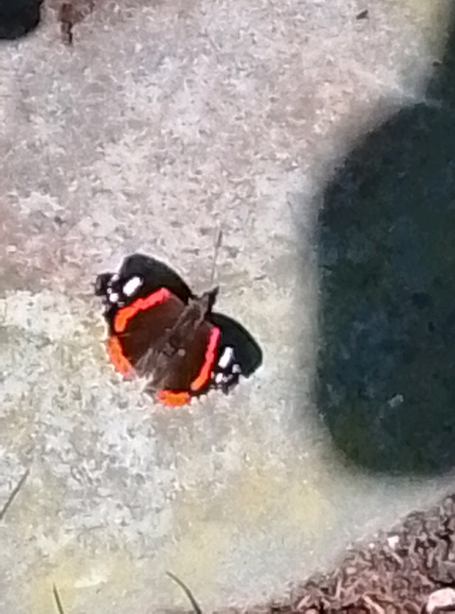 A Red Admiral butterfly is resting on a light-colored, textured surface. The butterfly has dark brown wings with striking orange and white markings along the edges and scattered white spots on the forewings. The background is a mottled gray with some darker, blurry areas on the right side. The surface appears to be concrete or a similar material, with a rough, granular texture. The lighting suggests an outdoor environment. There is no information about the city of Holm, Germany in the image.