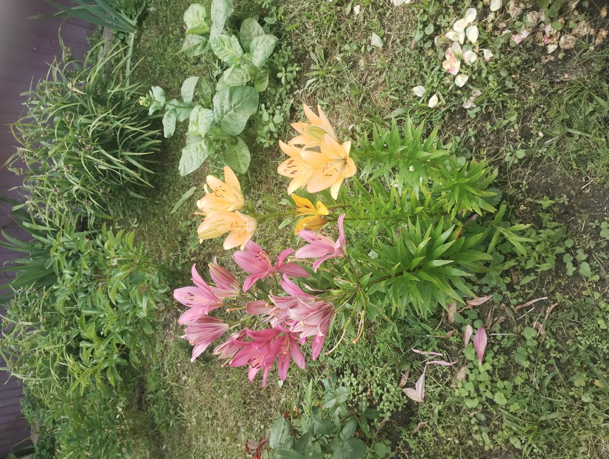 The image depicts a garden scene in Bilany, Ukraine, featuring a cluster of lilies in bloom. There are pink and yellow lilies, with some fallen petals scattered on the ground. Lush green foliage and grass surround the flowers. A wooden fence is visible in the background. The lighting suggests it is daytime. No people or animals are present.