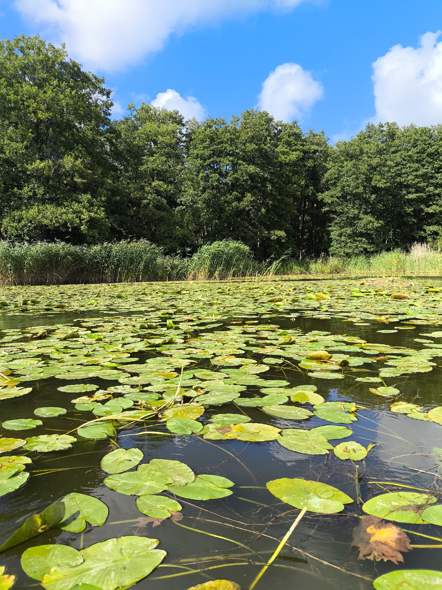 The image depicts a serene lake covered with numerous green lily pads. The water is dark and reflects the blue sky with white clouds. In the background, a dense line of tall green trees forms a natural border along the lake. Some reeds and taller grasses are visible along the water's edge, further enhancing the natural environment. The overall scene is tranquil and indicative of a natural, uncultivated landscape. There are no people or animals visible in the image. The location is described as the city of Zelenogradsk, Russia, suggesting this is a natural body of water within or near the city.