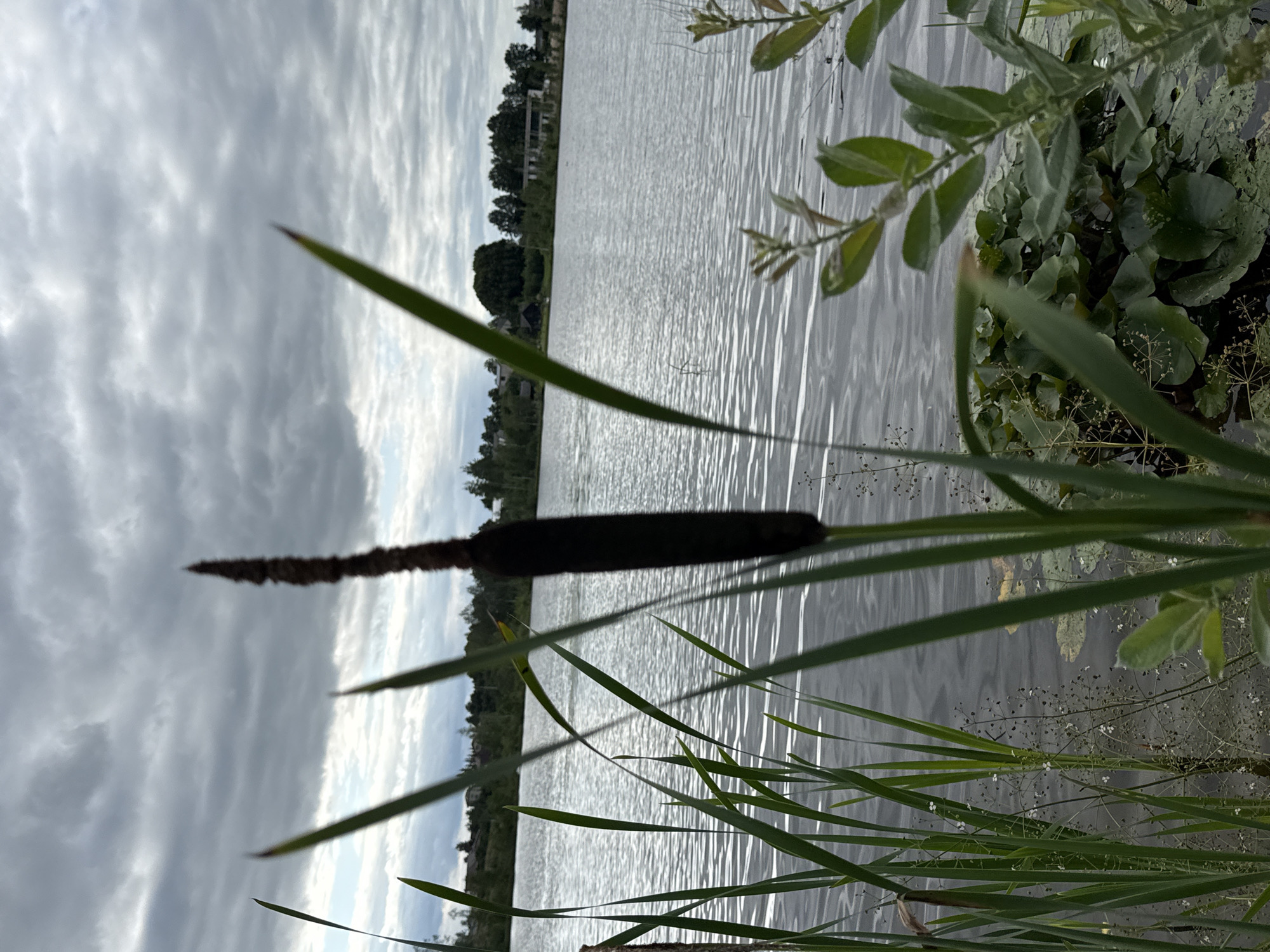 The image depicts a close-up view of a cattail stalk in the foreground, with its dark brown, cylindrical seed head prominently displayed. Several long, green leaves of the cattail and other aquatic plants surround it. The background reveals a calm body of water with gentle ripples, reflecting the overcast sky filled with heavy, gray clouds. Across the water, a tree line dotted with buildings can be seen on the distant shore. The scene appears to be a natural setting, possibly a lake or pond within or near the city of Kirzinė, Lithuania, based on the provided context. No people or animals are visible in the image. The lighting suggests an overcast day, likely in the late afternoon or early morning given the subdued light.