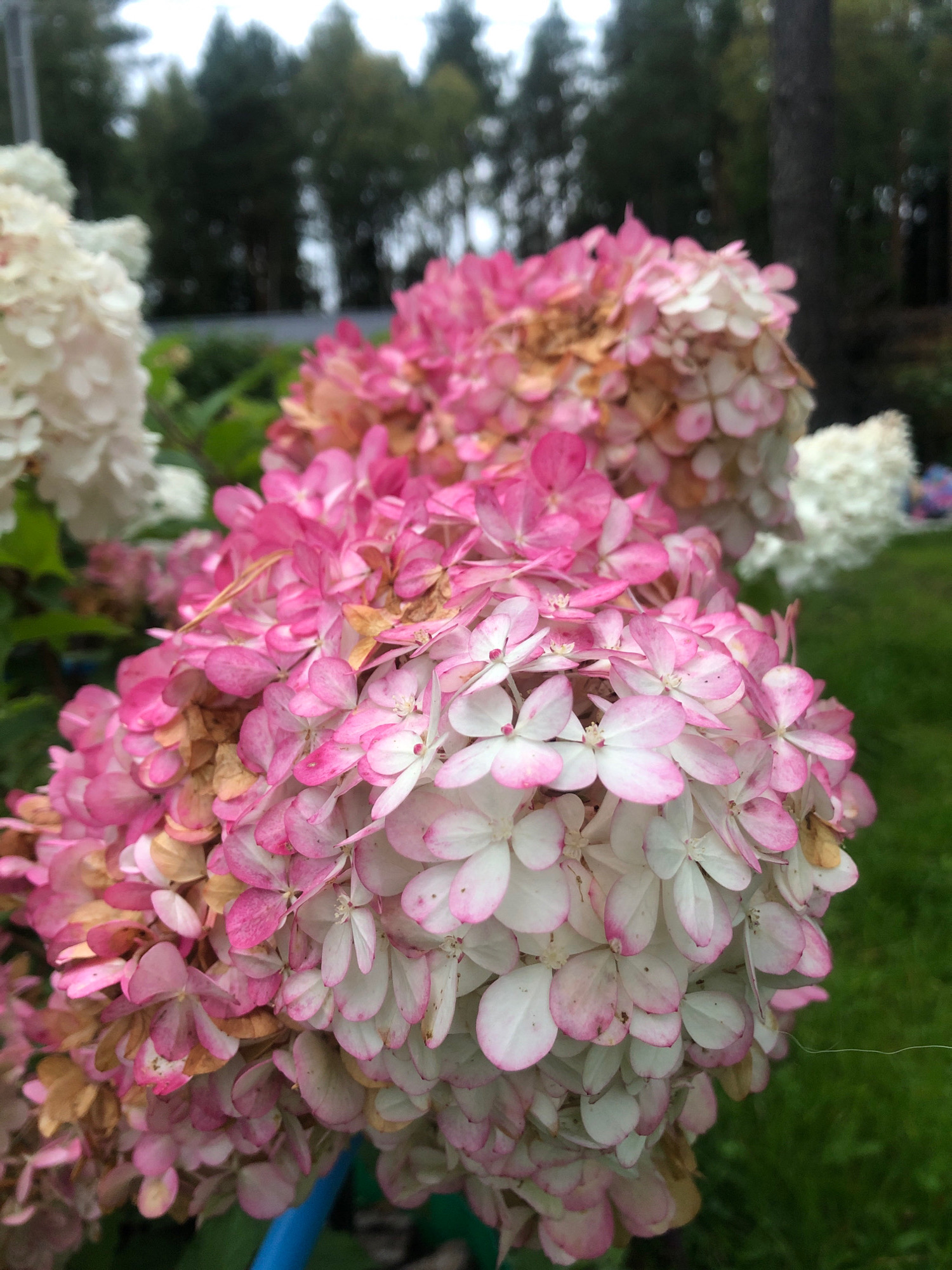 A close-up, eye-level shot features a cluster of hydrangeas. The flowers are predominantly pink and white, with some petals showing a faded, dry appearance, suggesting they are past their peak bloom. The foreground is dominated by these large floral clusters. In the background, out of focus, are dark green trees and a lawn. The lighting appears overcast, consistent with a cloudy day. The image does not contain any individuals, discernable actions, or specific urban features that would place it in Arfa, Russia.