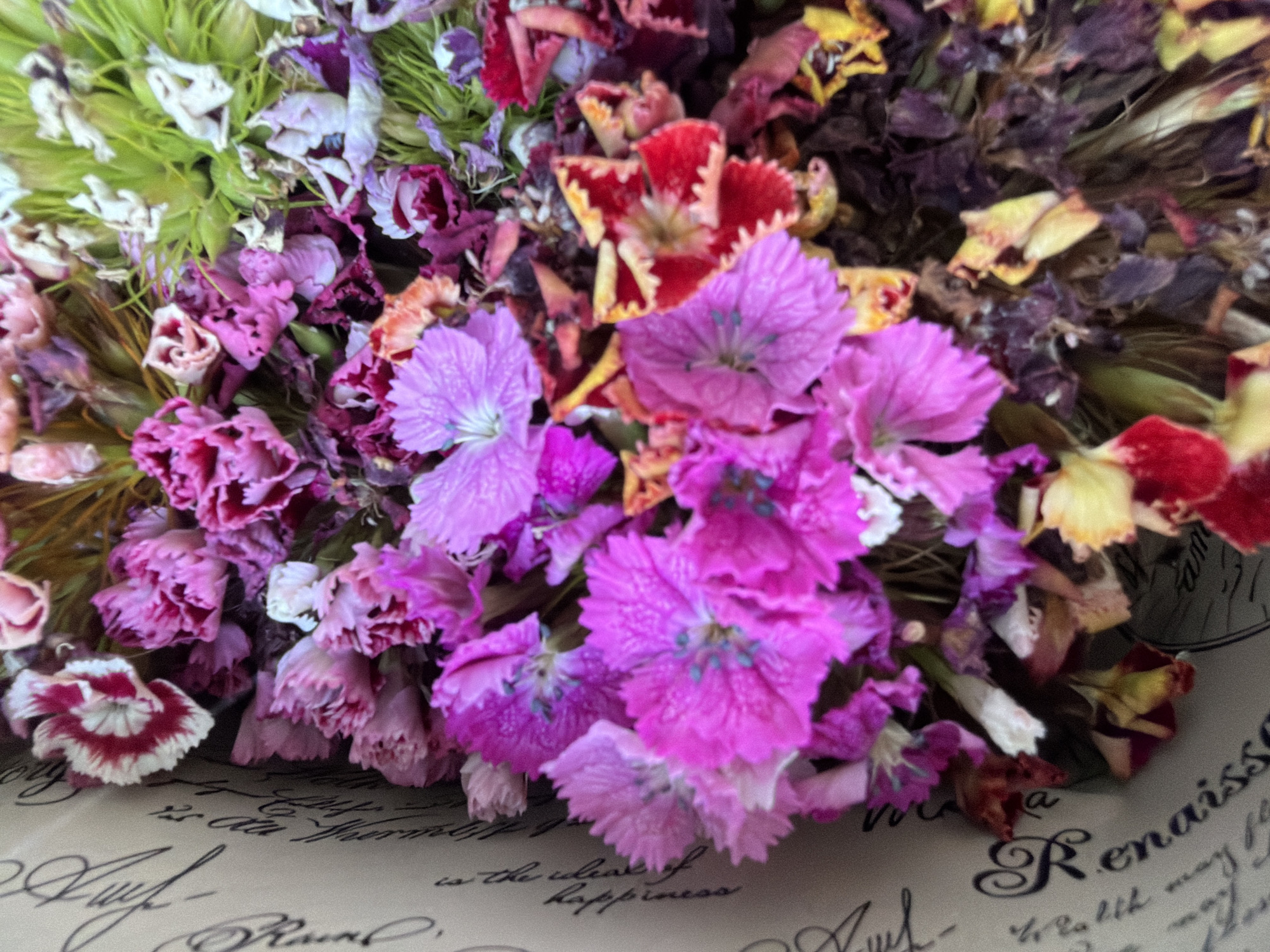 The image is a close-up, overhead shot of a bouquet of dried flowers, possibly for sale or decoration, with a portion of decorative paper wrapping visible on the left. The flowers are a mix of vibrant pinks, purples, reds, and some lighter, almost white or green hues, with some petals appearing wilted or dried. The paper wrapping is beige and features black script writing, including what appears to be the word "Renaissance." The lighting is soft and natural, suggesting an indoor setting. There are no people or animals present in the image. The overall impression is one of delicate, possibly aged, floral beauty. The context of Kyiv, Ukraine is not evident from the image itself.