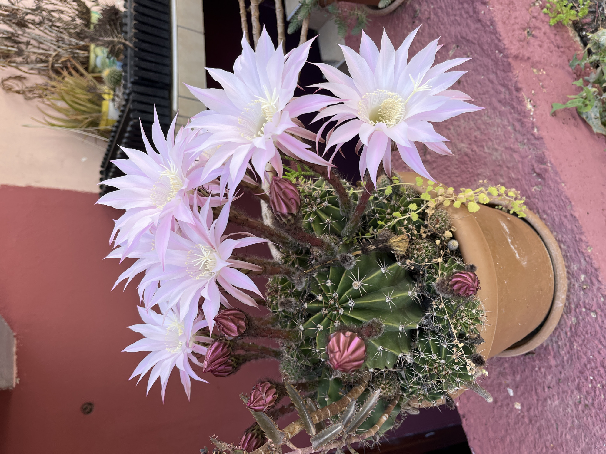 A high-angle, close-up shot shows a blooming cactus in a pot. The cactus features several large, light pink flowers with white centers. The buds are a reddish-purple color. The green cactus itself has sharp spines. The pot is a terracotta color and contains soil with some small weeds or ground cover. The background features a reddish-purple wall, possibly part of a building, and a glimpse of a balcony with dark railings and some greenery behind it. The image was taken in Alanya, Turkey.