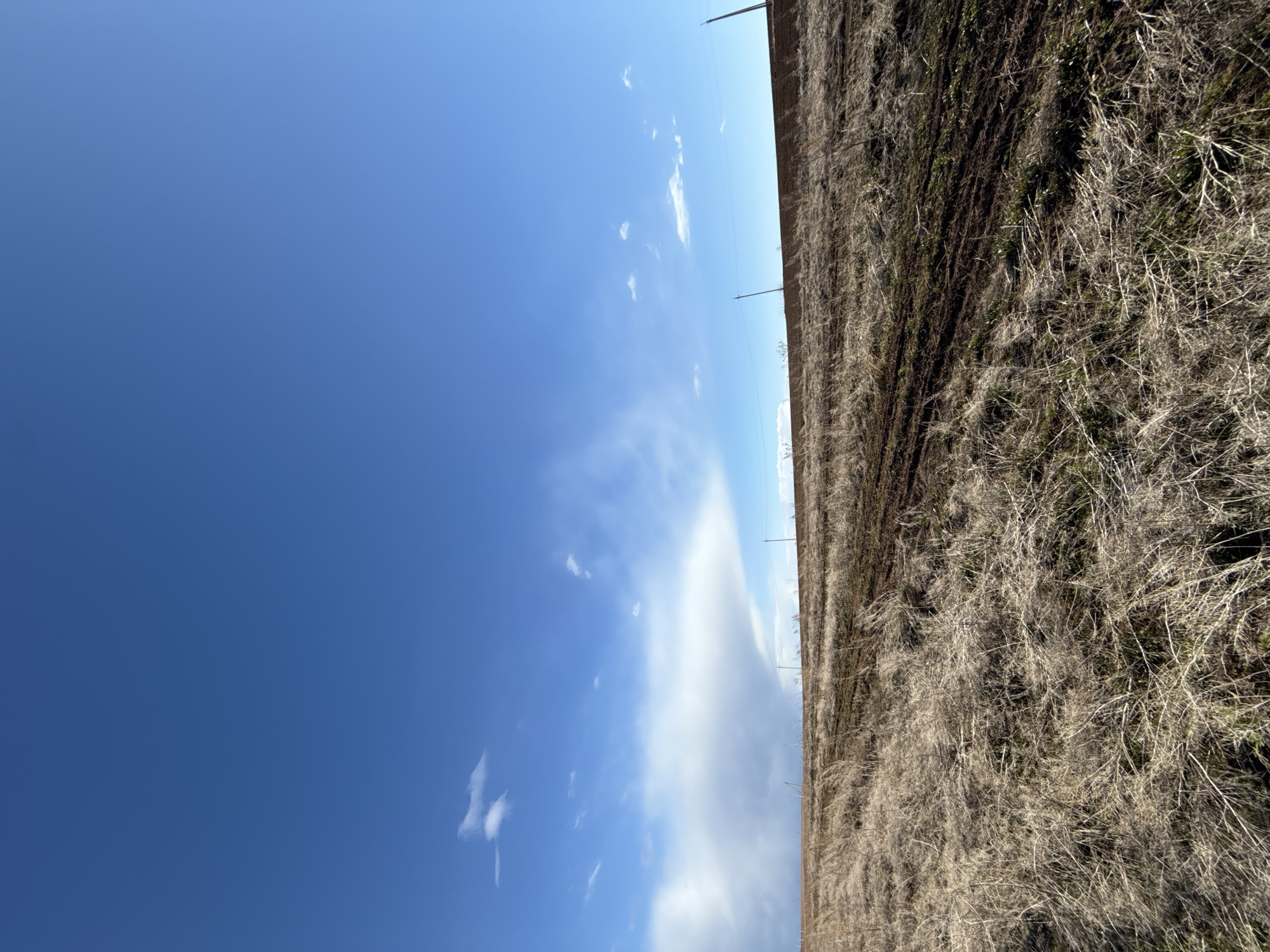 The image depicts a vast rural landscape under a clear blue sky. The photograph appears to be rotated 90 degrees clockwise, with the sky occupying the left side of the frame and the ground on the right. When viewed in its intended landscape orientation, a large expanse of vibrant blue sky fills the upper portion, featuring scattered white, wispy clouds. A more significant, elongated cloud formation stretches horizontally across the middle distance, creating a lighter band near the horizon.
The lower half of the image showcases an open field, likely agricultural land. This field is covered predominantly with dry, light brown and greyish vegetation, resembling dormant grass, stubble, or dried weeds. Interspersed within this dry growth are darker patches of exposed or freshly tilled soil.
Several dark, slender utility poles, presumably for power or communication, are visible along the horizon line, extending into the distance across the mid-ground. Wires connect these poles, creating horizontal lines against the sky. The scene is brightly illuminated, indicating daytime, likely mid-morning or afternoon, as evidenced by the clear light and lack of prominent shadows. The weather is sunny with light cloud cover. There are no people, animals, or specific activities taking place. No visible text is present in the image. This extensive rural setting is consistent with the provided location context of Лобаново, Russia.