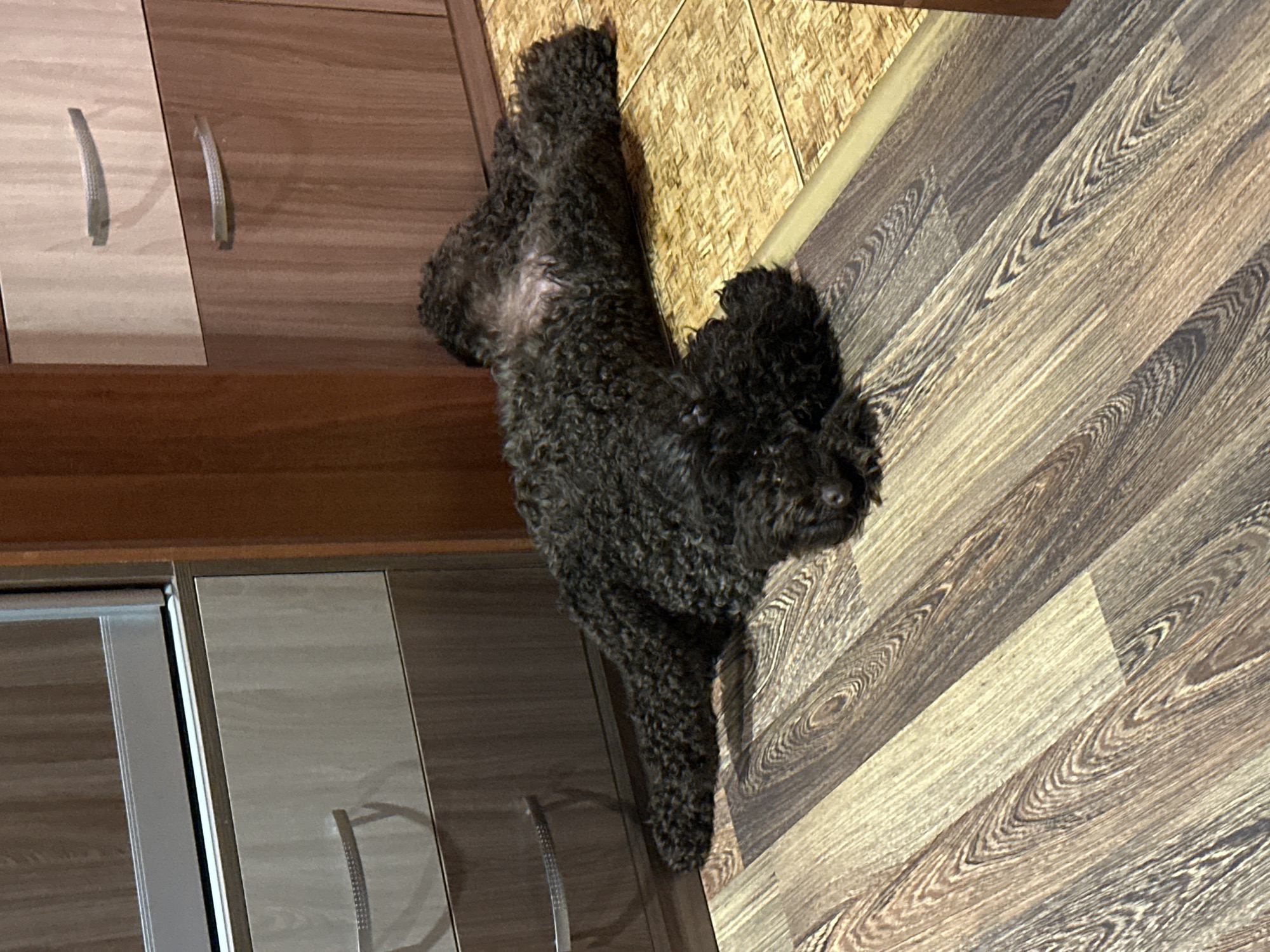 The image shows a black poodle lying on a floor with a wood-like laminate pattern. The dog is positioned vertically in the frame, with its head at the top right. The poodle has curly fur and appears relaxed.
Behind the dog, to the left, are kitchen cabinets with a wood veneer finish. The cabinets have silver handles. One cabinet door has a lighter wood pattern compared to the others. The floor continues to the right of the dog, with its patterned surface clearly visible. A slight shadow is cast on the floor by the dog. The overall setting appears to be indoors, likely a kitchen or living area, given the presence of cabinets and flooring.
There are no people visible in the image, nor is there any indication of the time of day or weather conditions. The location is identified as Sayanogorsk, Russia, but there are no specific visual cues in the image that confirm this location. The scene is static, with the dog at rest. The mood conveyed by the image is one of domestic tranquility. No text is visible in the image.