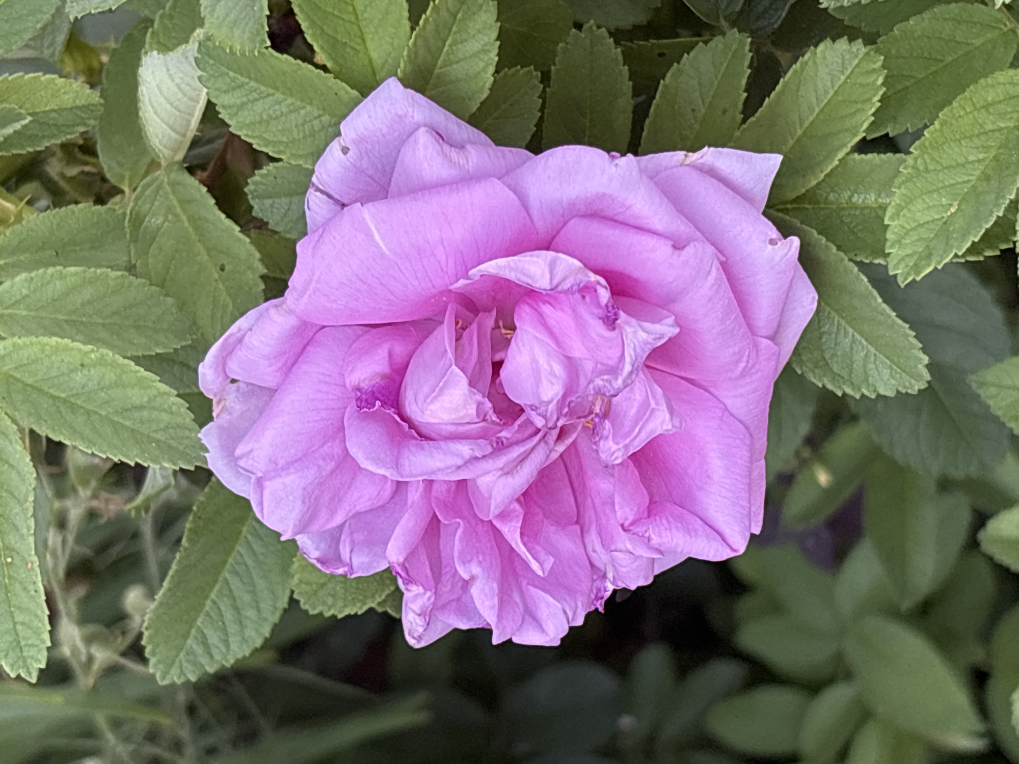 A close-up, high-angle shot showcases a pink rose bloom surrounded by green foliage. The rose, predominantly in the center of the frame, exhibits multiple layers of ruffled petals, with some appearing slightly wilted or creased. The color of the rose ranges from a light lavender to a deeper magenta, with some lighter streaks and darker veins visible on the petals. The surrounding leaves are a vibrant green, with serrated edges and visible veins. The background is a blur of darker green, suggesting a garden or natural setting. The image is sharply focused on the rose, with the foliage providing a soft, blurred backdrop. There are no people or animals present in the scene. The location is identified as Ворошиловка, Kazakhstan.