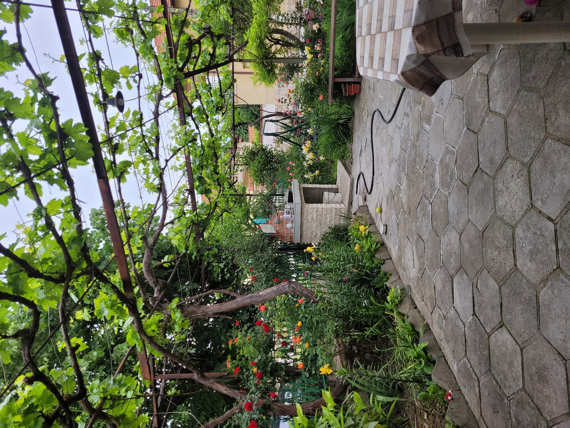 The image shows a garden in Chuchuligovo, Bulgaria, with a stone-paved patio area. A metal pergola covered in grape vines dominates the left side of the frame. A garden with various flowers, including red and yellow roses, lines the patio's edge. Further back, a swing set and a building are visible through the foliage. A table with a patterned tablecloth occupies the top right corner, and a black hose is draped across the patio stones. The sky is overcast.