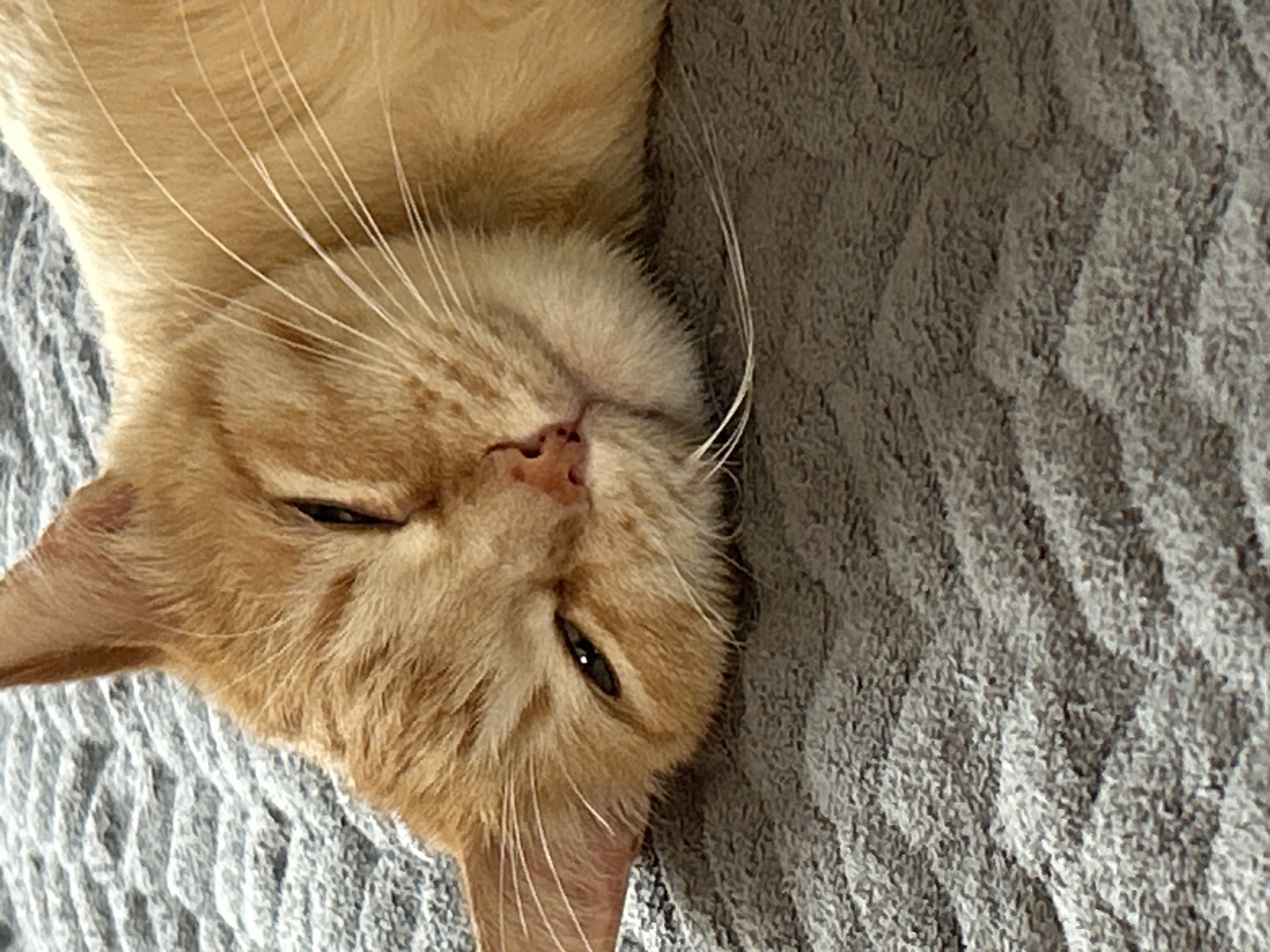 A close-up shot captures an orange tabby cat resting on a grey, textured surface. The cat is lying on its side, with its head tilted upwards and slightly to the left. Its eyes are partially closed, suggesting it is sleepy or relaxed. Long, white whiskers extend outwards from its muzzle. The background consists of the same grey, textured material, which appears to be a soft blanket or rug. There are no discernible human subjects or interactions, nor are there any visible landmarks or indicators of the location in Sibay, Russia. The focus is solely on the feline subject.
