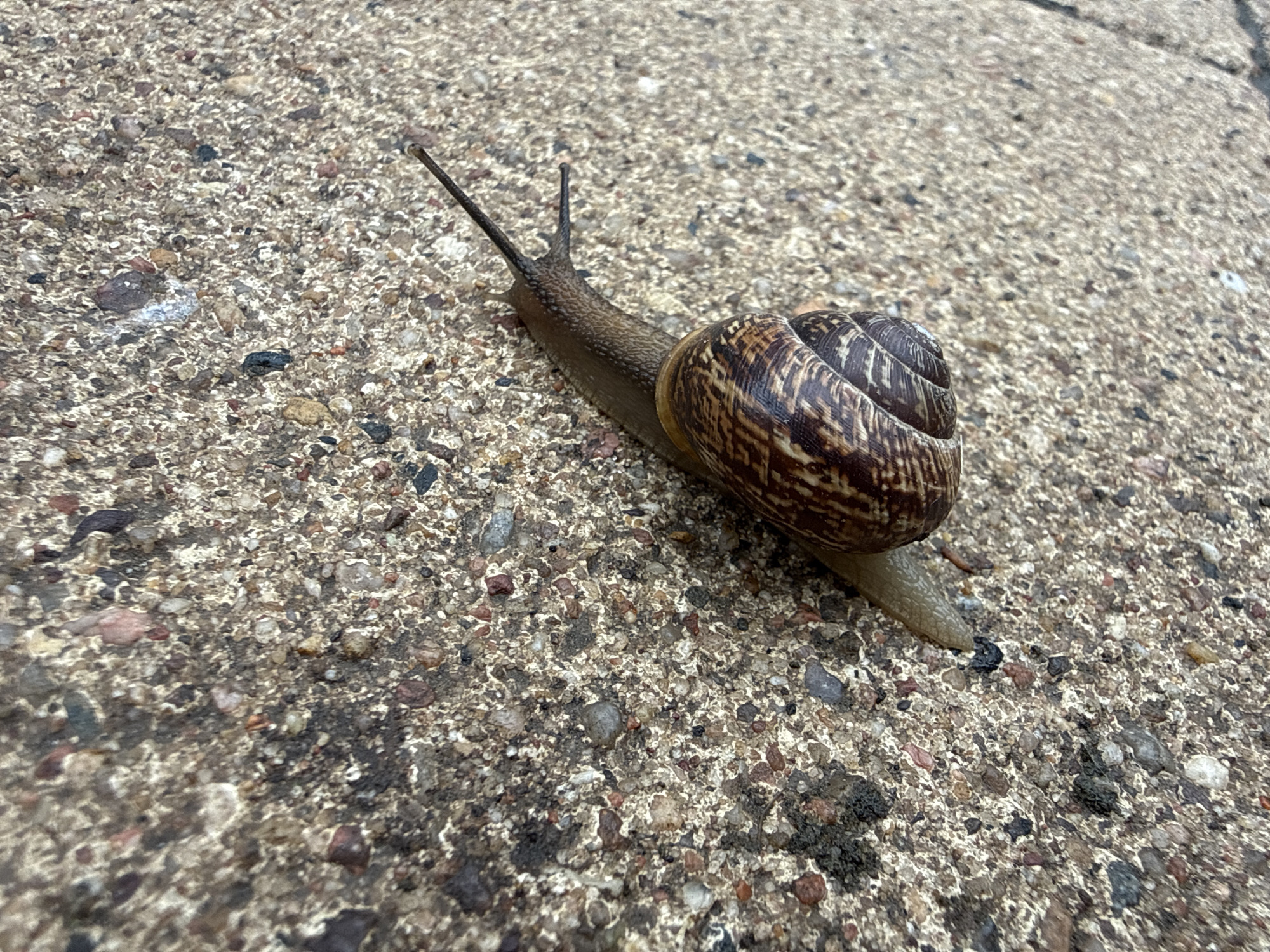 A snail is crawling across a concrete surface. The snail has a dark, patterned shell. The environment is composed of rough, aggregate concrete. No information indicates the location is in the city of Moscow, Russia.