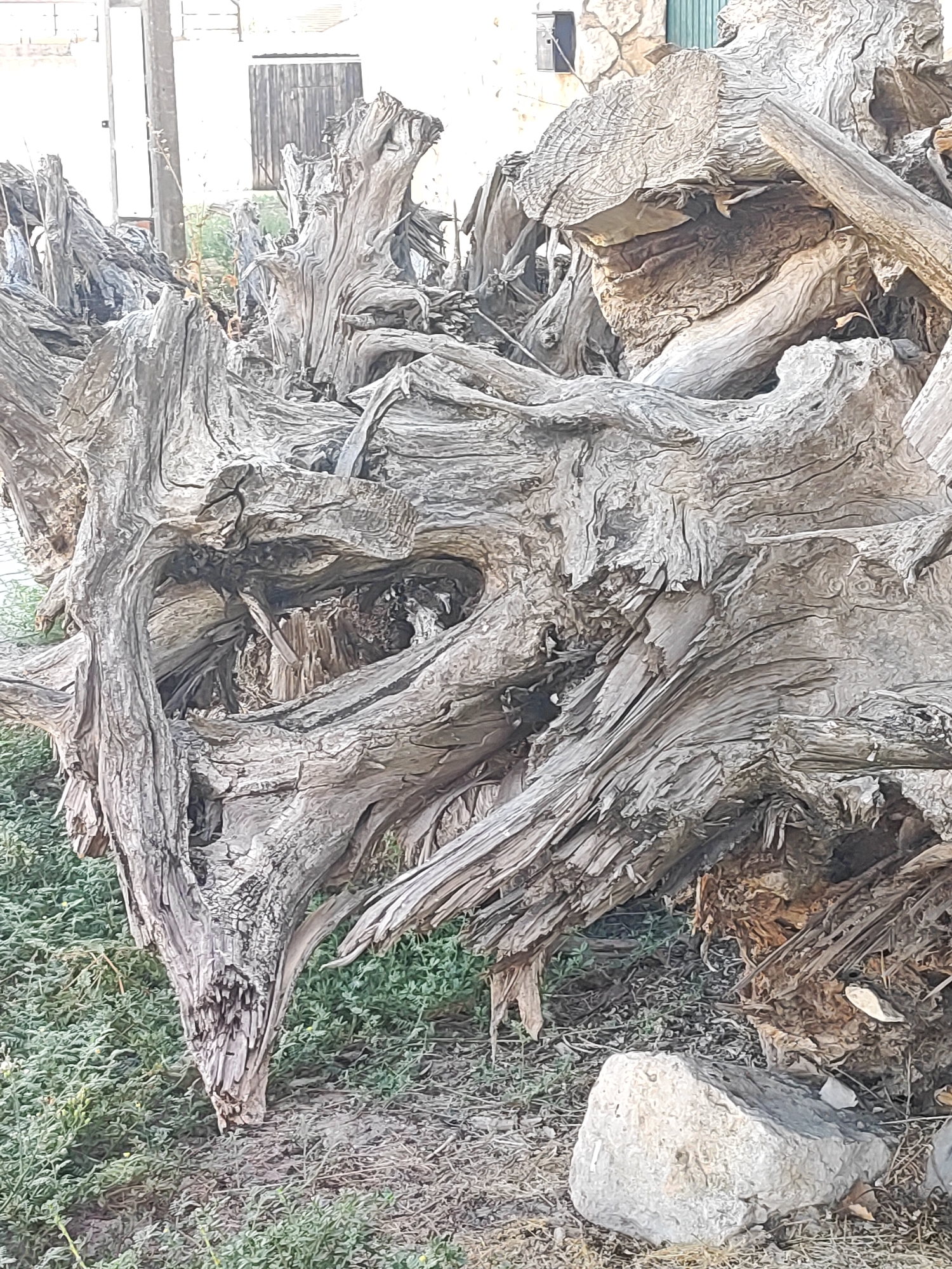 The image shows a close-up view of a large, gnarled, and weathered tree stump or root system. The wood is dry, grey, and shows intricate textures with deep cracks and splits. Several branches and pieces of the wood are intertwined, creating a complex and organic structure. Some parts appear to be splintered and frayed.
The background is slightly out of focus. To the left, a pale, somewhat abstract structure is visible, possibly a building with a vertical element that could be a pole or column. Behind the stump on the right, parts of a stone wall and a green door or shutter are discernible. The ground in front of and around the stump is covered with dry, scattered debris, small rocks, and green, low-lying vegetation. The overall scene suggests an outdoor environment, likely in a rural or semi-rural setting. The image appears to be taken in Traspinedo, Spain.