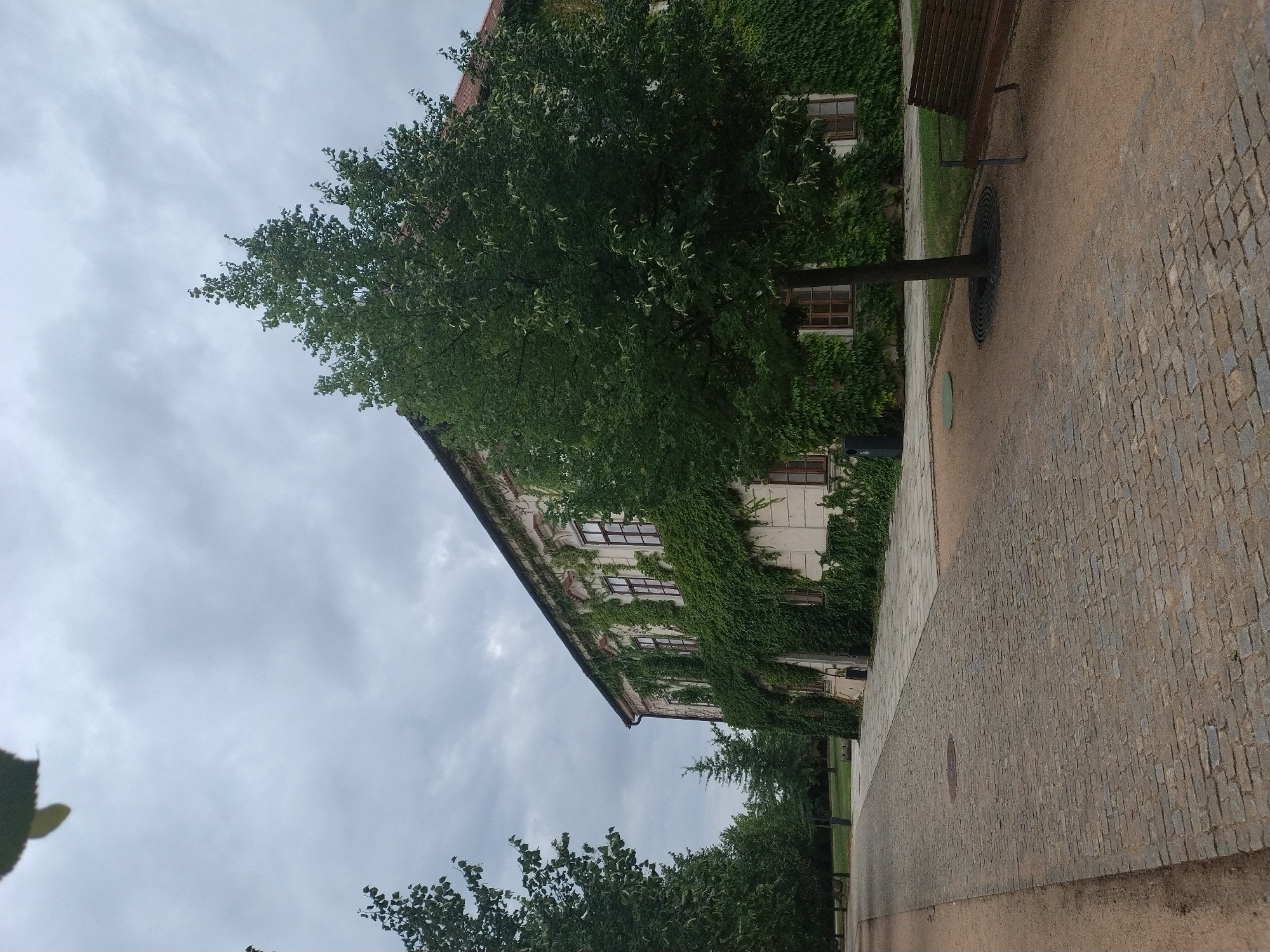 The image depicts an overcast day in a park-like setting with a building and a cobblestone path. The building, partially covered in ivy, features multiple windows with dark frames. A large, leafy tree stands in the foreground, obscuring a portion of the building. To the right of the tree, a wooden bench is visible. The path in the foreground is made of cobblestones, bordered by a sandy area. In the background, more trees are present, suggesting a natural or park environment. There are no people or animals visible in the image. This scene is located in the town of Kutná Hora, Czechia, specifically in the park area of the Sedlec Ossuary, a famous Gothic chapel containing the bones of thousands of people.