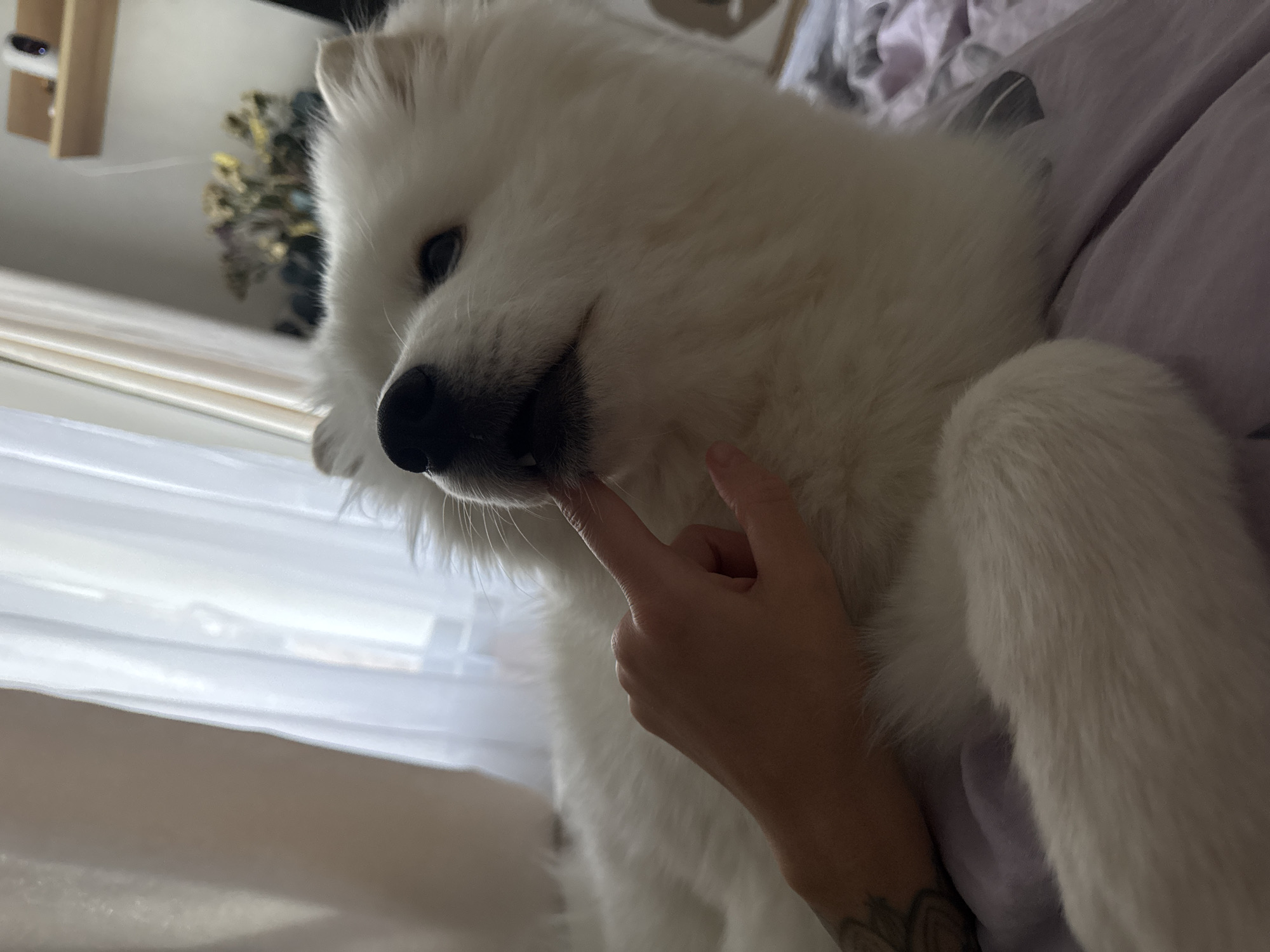 A white Samoyed dog is lying on a lavender-colored bed, with a hand touching its mouth. A window with sheer white curtains is visible in the background. A shelf with decorative items is partially visible in the upper left corner. The location is Chaikovsky, Russia.