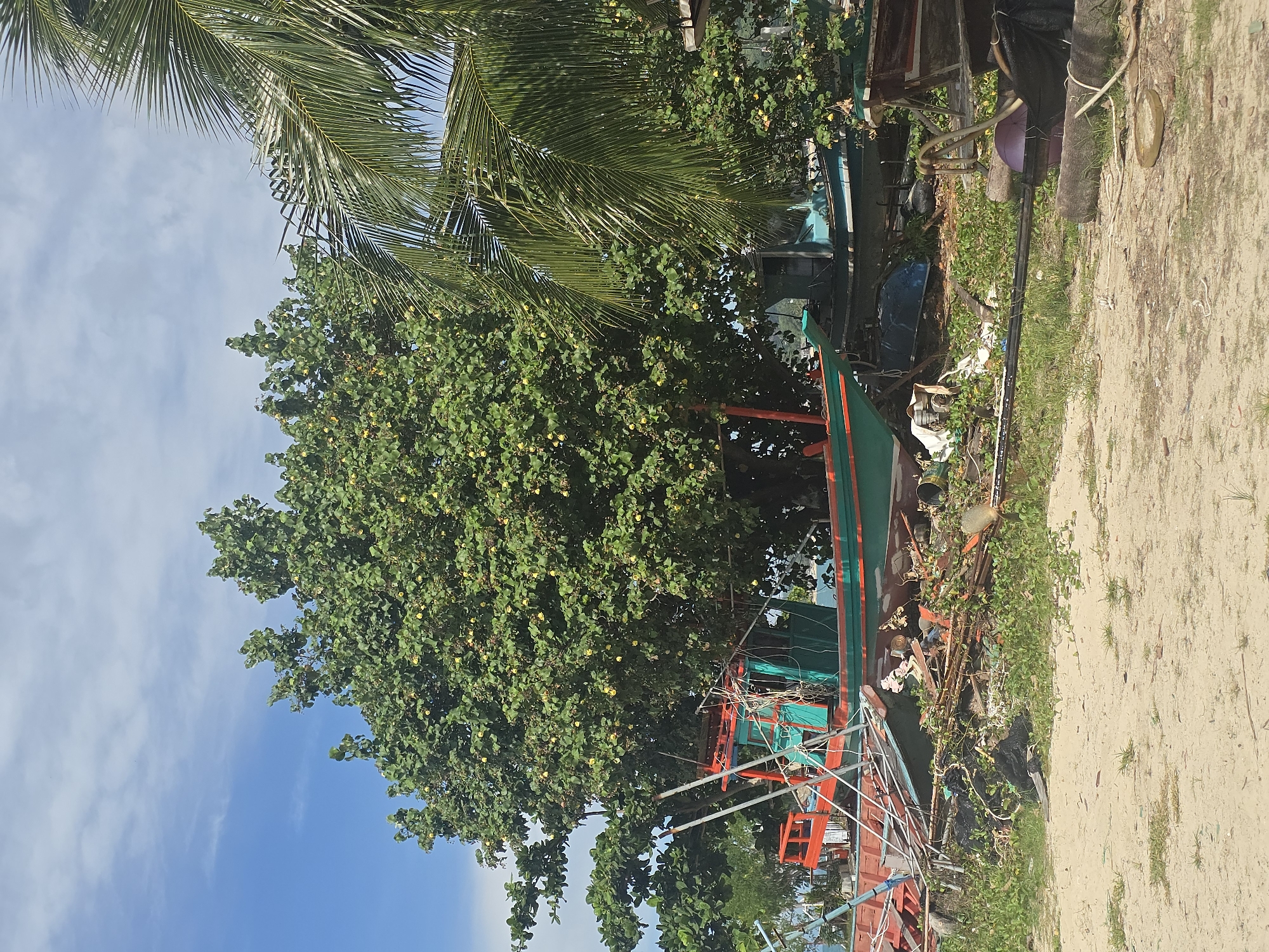 A fleet of moored, aged fishing boats rests on a sandy shore, partially obscured by lush green foliage. The boats are colorful, with vibrant green and red hulls. The foreground features a sandy beach with sparse vegetation and scattered debris, suggesting a state of disuse or abandonment. Behind the boats, a large, leafy tree with yellow fruit provides shade. The background reveals more greenery and a glimpse of a body of water, likely the ocean. The sky above is a clear blue with scattered white clouds. The scene depicts a coastal area in Baan Chaweng Noi, Thailand, characterized by its natural beauty and the presence of traditional fishing vessels.