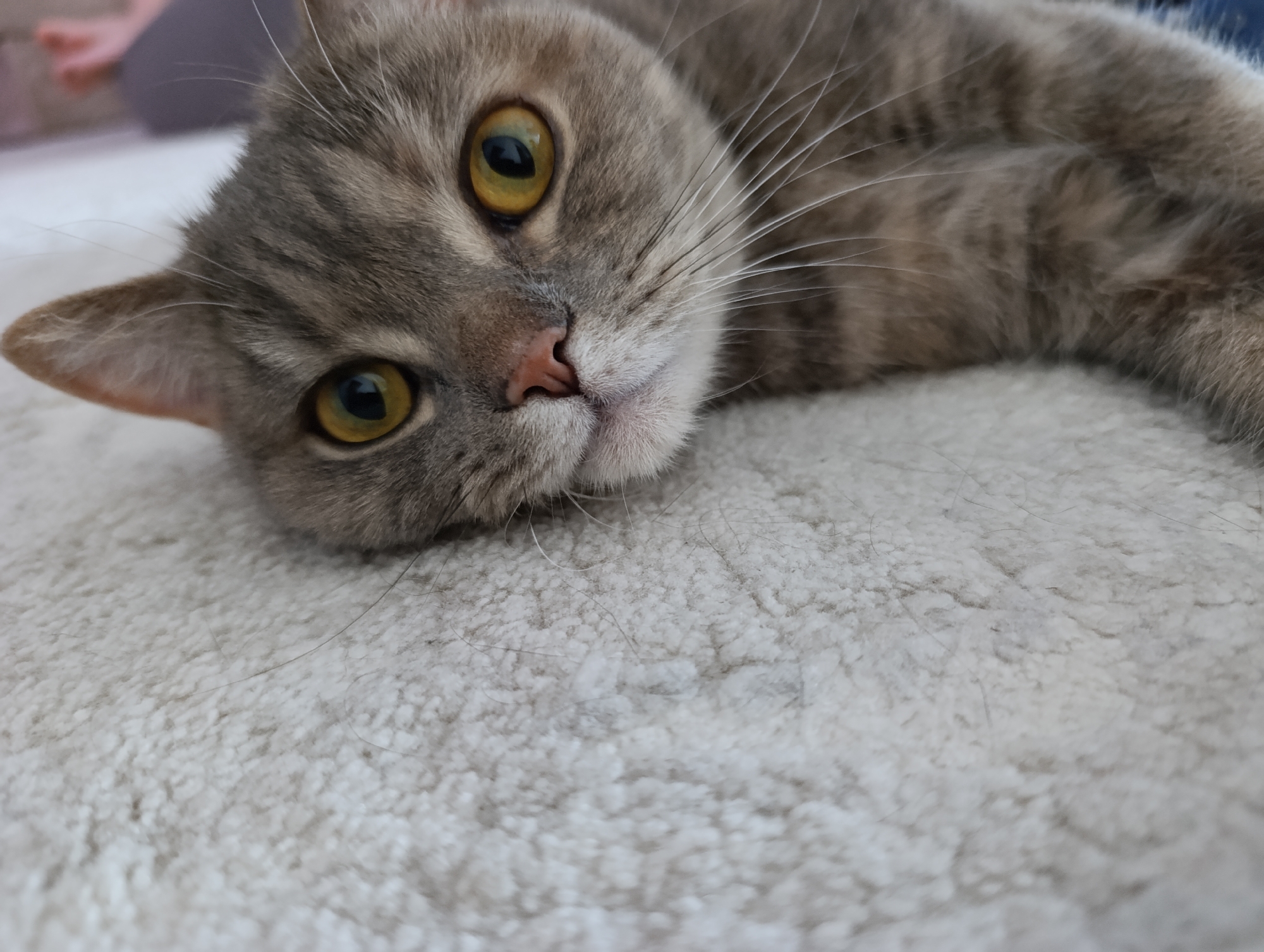A gray tabby cat with yellow eyes lies on a white, shaggy rug. The cat is facing the camera with its head resting on the rug. The background is blurry and out of focus. There is no indication of the location being in Chaikovsky, Russia.