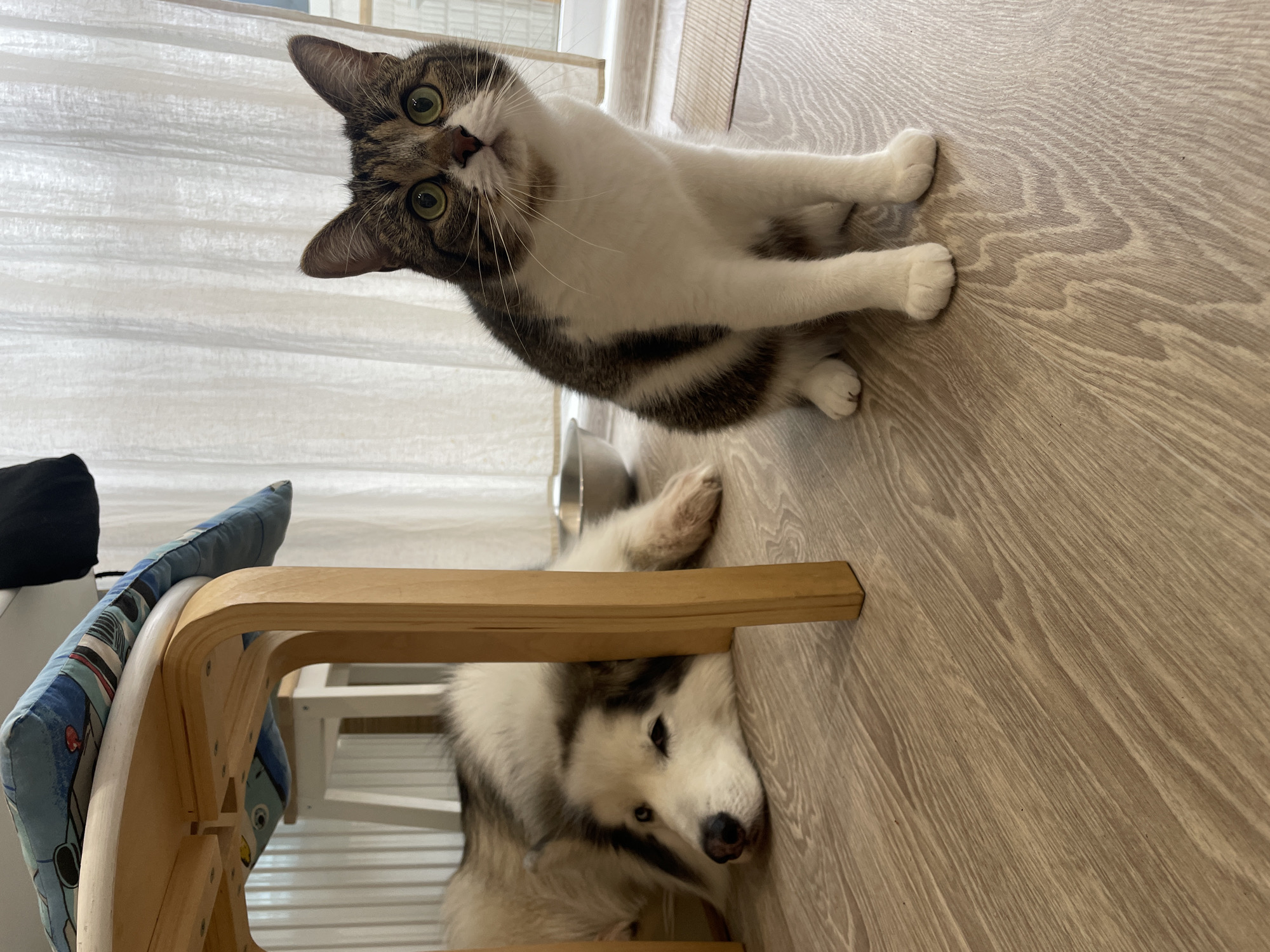 A domestic short-haired cat with tabby and white markings sits on a light-colored wood-grain floor, looking directly at the camera. Below the cat, a husky-type dog lies partly under a light-wood chair with a blue patterned cushion. A silver metal food bowl is partially visible. The setting appears to be indoors, possibly a home. There is no indication of the location being in Izhevsk, Russia.