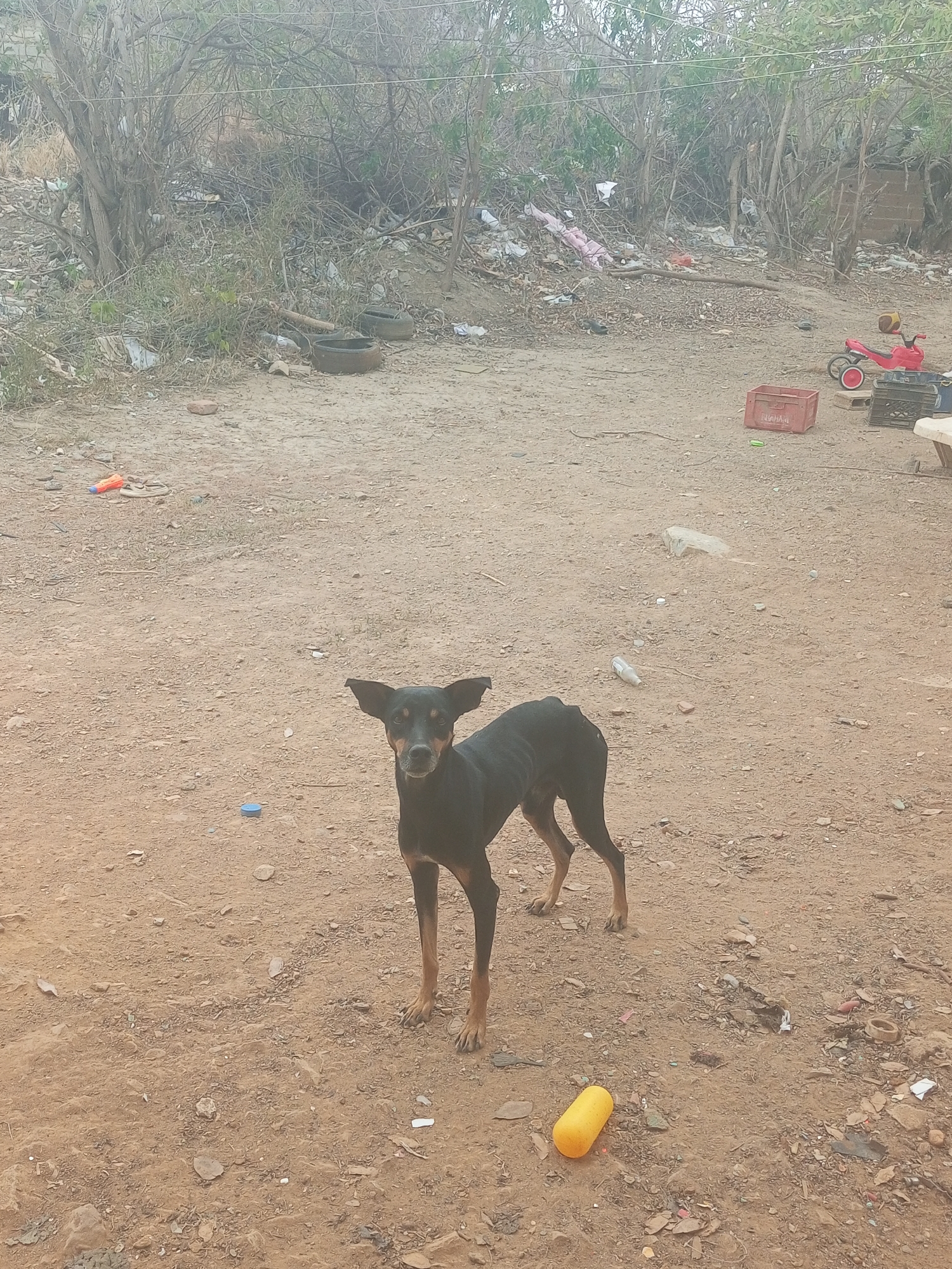 A thin, black and tan dog stands in a dirt yard. The yard is littered with trash and debris. In the background are trees, more trash, tires, a red tricycle, and plastic crates. The location is most likely Juan Griego, Venezuela, given the prompt. There are no people visible in the image.