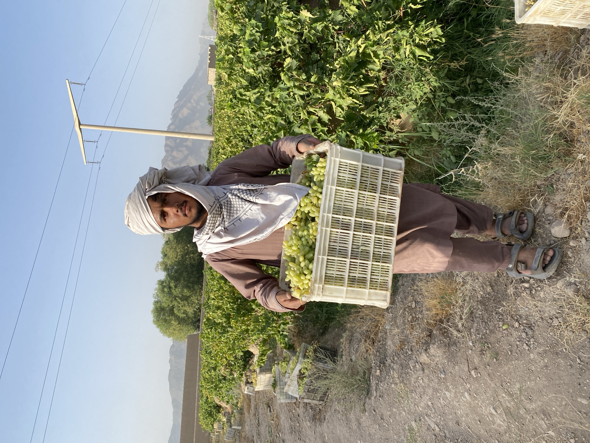 A young man stands in a vineyard in Senjaray, Afghanistan, holding a crate full of light green grapes. He is wearing a brown tunic, sandals, and a white turban with a patterned scarf draped around his neck and head. The vineyard is rows of green grapevines, with several other crates visible in the background. The ground is a dirt path with dry grass and small stones. In the distance, mountains and a power line with a concrete pole are visible against a clear blue sky. The lighting suggests it is daytime, likely morning or late afternoon, with the sun casting shadows.