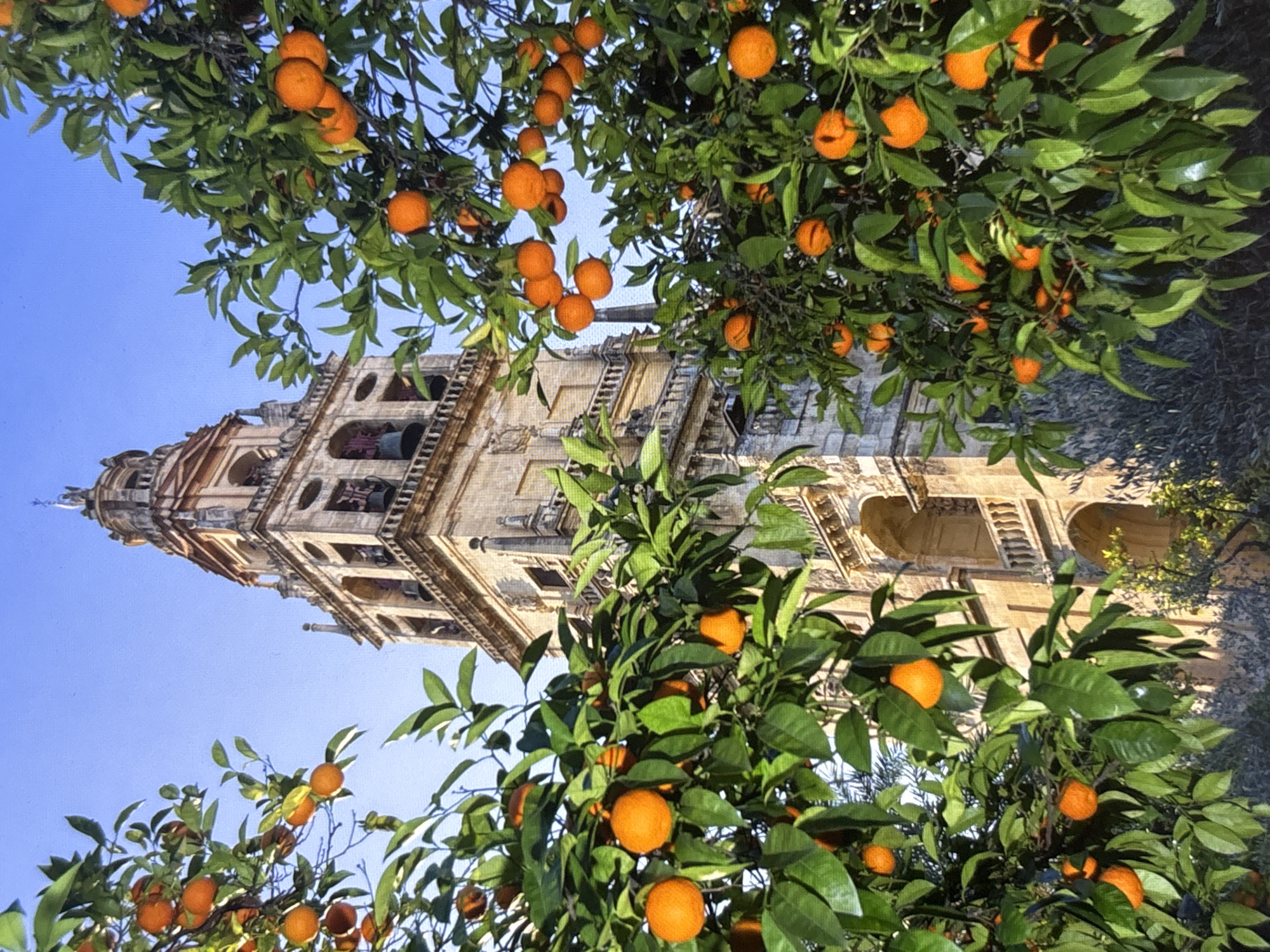 A vertical shot captures a towering stone bell tower, possibly the Cathedral of Orihuela in Spain, framed by the lush green foliage and vibrant orange fruits of an orange tree. The bell tower, made of weathered stone blocks, features arched openings and decorative architectural elements. The orange tree is laden with ripe, bright orange fruits scattered among its leaves, with some fruits appearing in clusters. The sky is a clear, bright blue. The lighting suggests it is daytime, with the sun illuminating the scene.