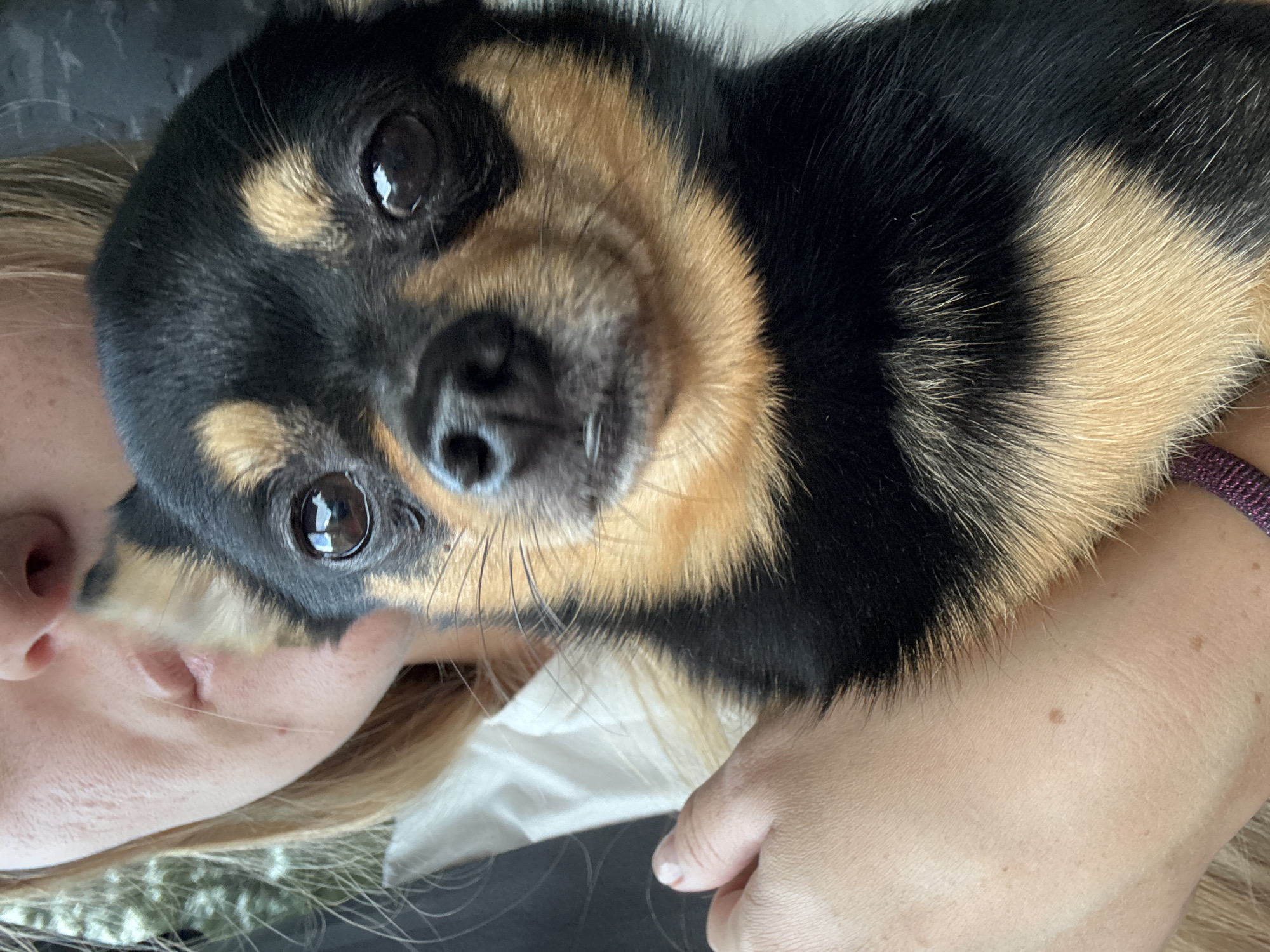 In a close-up, vertical shot, a person's face is partially visible at the top left, with blonde hair framing their head and neck. They are holding a small black and tan dog, whose face and chest fill most of the frame. The dog's large, dark eyes are looking directly at the camera, and its ears are perked up. A person's hand is also visible on the lower left, gently holding the dog. The background is blurred, showing hints of green foliage and a dark gray surface. The scene is likely indoors, given the lighting and soft focus. This image has no discernible relation to the city of Ryzhkovo, Russia.