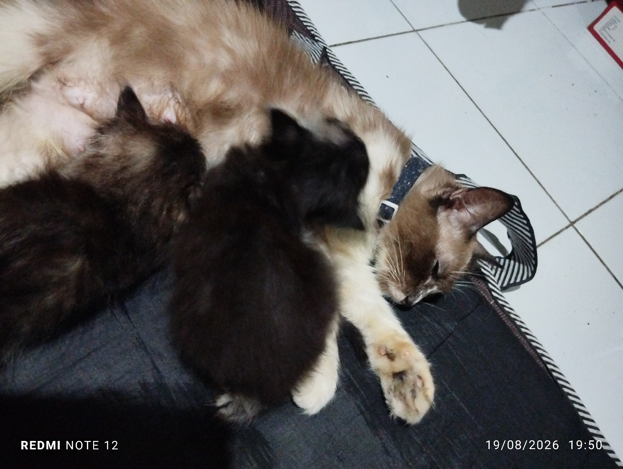 In Bekasi, Indonesia, a light brown and cream-colored mother cat with a blue collar adorned with white polka dots rests on a dark gray and white striped pet bed. She is nursing two kittens; one is black and fluffy, and the other is a dark brown and gray tabby. The mother cat is lying on her side, with her belly exposed to the kittens. Her right paw, partially visible, has light brown pads and dark nails. The pet bed is on a white tiled floor, and a red object, possibly a book, is in the upper right corner of the frame. The timestamp "19/08/2026 19:50" is visible in the lower right corner. The phrase "REDMI NOTE 12" is in the lower left corner, indicating the device used to capture the image.
