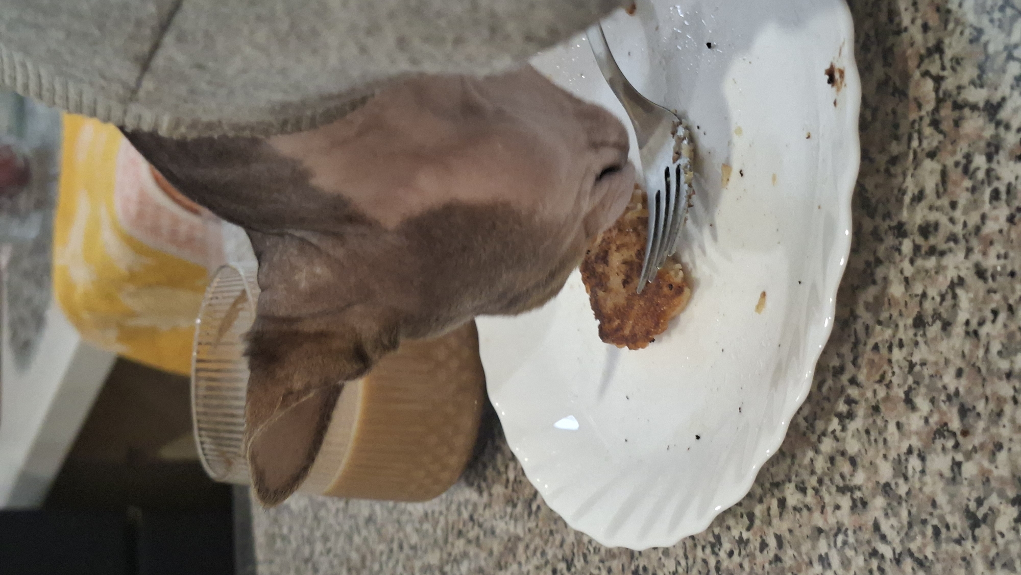 A hairless cat is leaning over a white plate with a scalloped edge, about to eat a piece of food. The food appears to be a small, golden-brown patty, possibly a fritter or a small pancake, and a fork is positioned next to it. The cat is wearing a grey hooded garment. In the background, there is a glass containing a light brown beverage, and behind that, a yellow and white patterned cloth is visible. The surface the plate is resting on is a speckled countertop. The image is taken from a close-up perspective, focusing on the cat and the food. The specific location in the city of Myadzyel, Belarus, cannot be determined from the image.