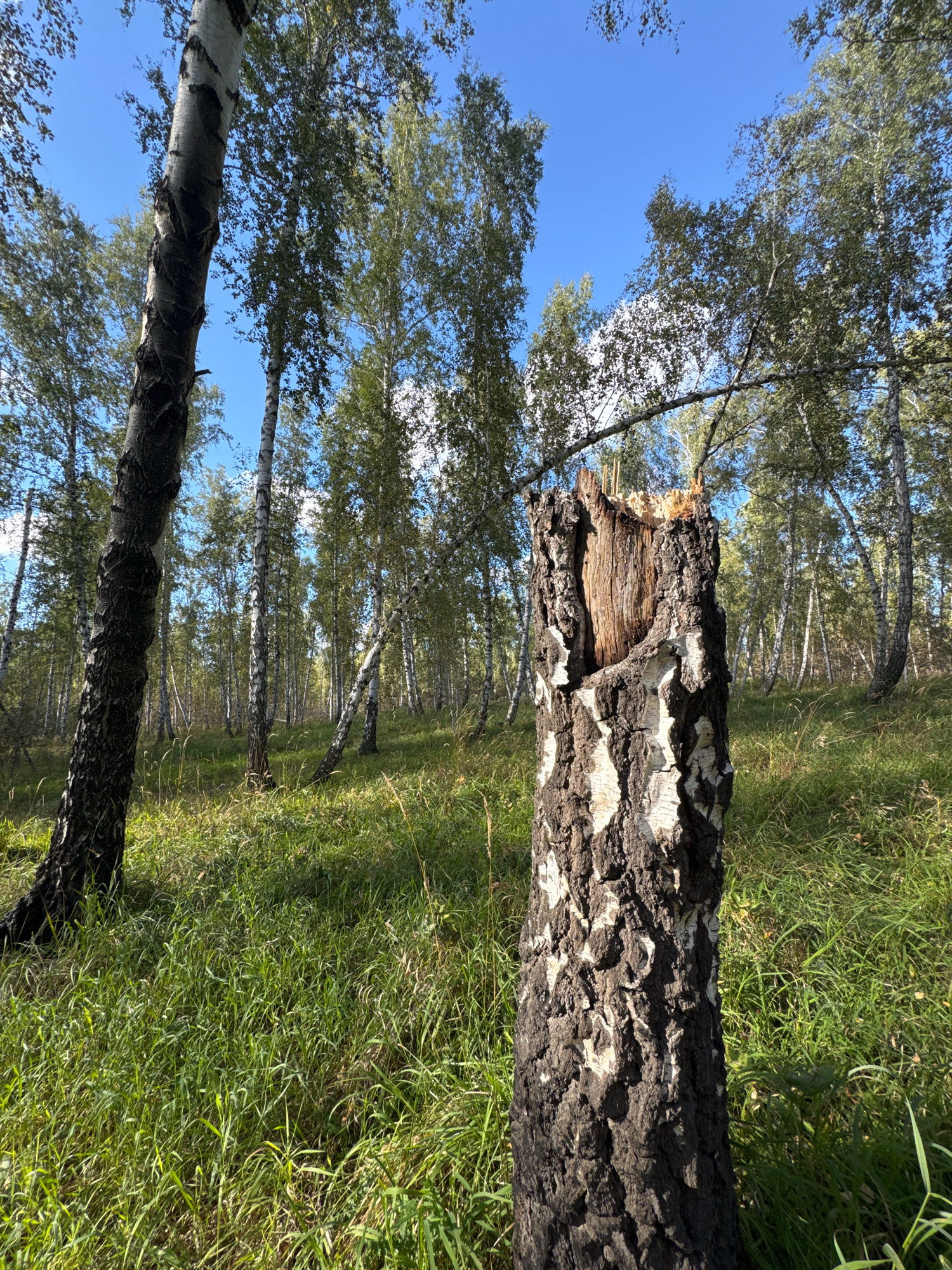 The image depicts a sunlit birch forest with a prominent, broken tree stump in the foreground. The stump, with its dark, textured bark and exposed, splintered wood at the top, stands amidst tall green grass and scattered dried vegetation. Several birch trees with their characteristic white and black bark are visible in the background, extending into the distance. The trees are leafy and appear healthy, with a dense canopy of green foliage. The sky above is a clear, bright blue with a few wispy white clouds. The overall impression is of a natural, somewhat wild woodland environment. The location is Zapadny, Russia, suggesting a temperate climate with deciduous forests. No people or animals are present in the image.