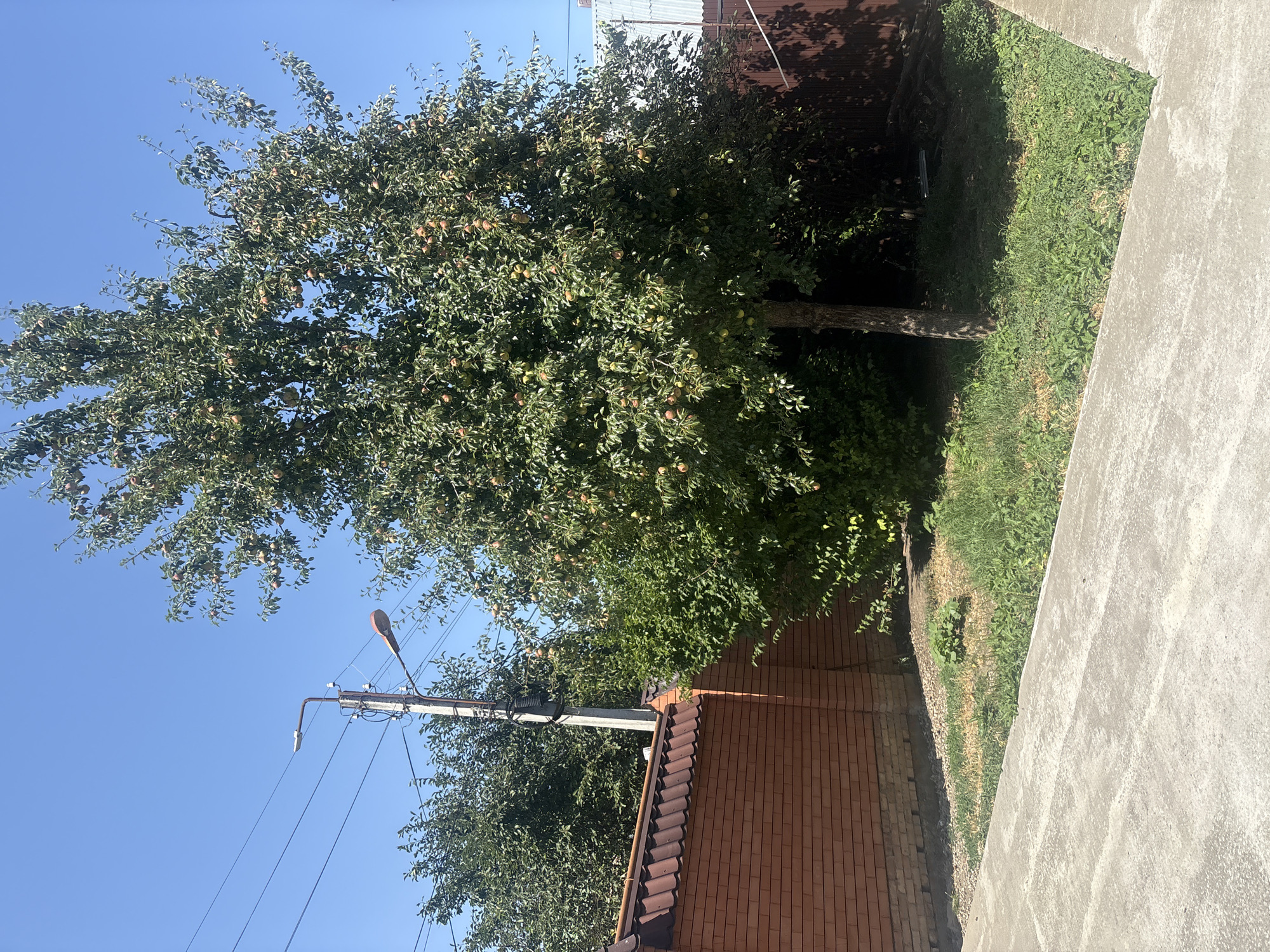 This is a full-frame, eye-level, vertical outdoor shot of a residential backyard in Georgiyevsk, Russia, on a clear, sunny day. The foreground is dominated by a concrete pathway or patio. To the left, a brick wall with a tiled roof runs along the edge of the property. In the middle ground, a large, mature tree laden with pears stands prominently. Behind the tree, there is a dense green hedge. The background features a power line pole with a street light attached, additional trees, and a wooden fence on the right side of the frame. The sky is a vibrant blue. There are no people visible in the image.