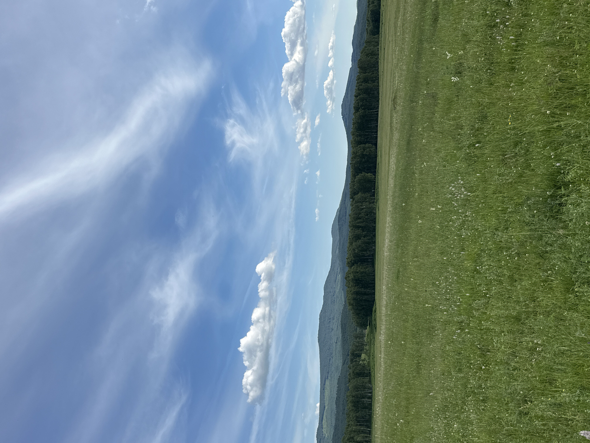 A full shot shows a lush green meadow in the foreground, dotted with small white wildflowers. In the middle ground, a dense line of dark green trees forms a barrier, with the tops of lighter green trees visible in some areas. Beyond the trees, rolling hills covered in green foliage extend into the distance. The sky above is a vibrant blue, streaked with wispy white clouds. A few larger, puffy white clouds are also present, scattered across the sky. The lighting suggests it is daytime.