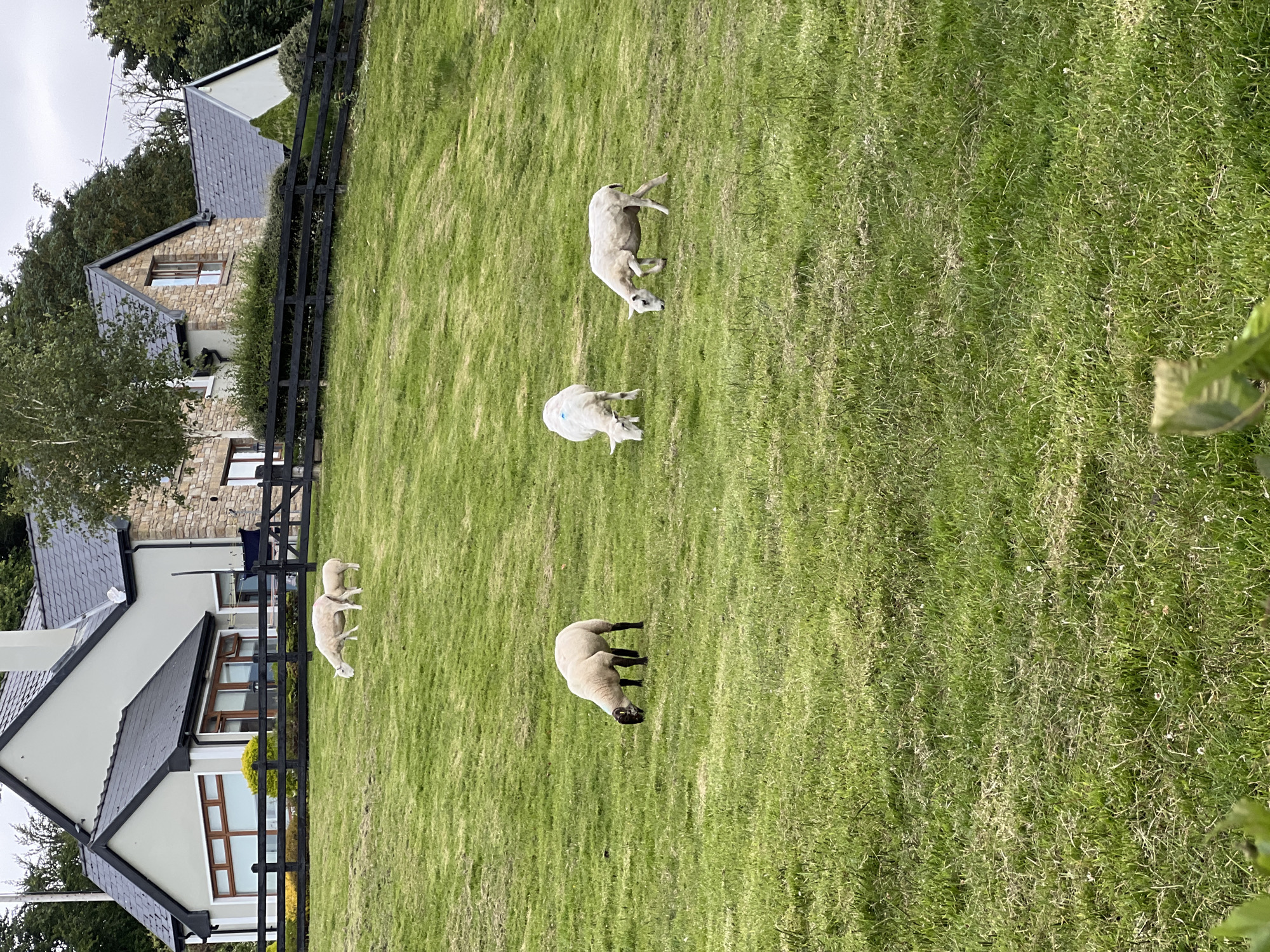 The image shows a grassy field with several sheep grazing. The field is bordered by a black wooden fence. In the background, there is a house with a stone facade and a dark roof. Trees are visible behind the house.
The sheep are of various sizes and colors, with some appearing white and others a darker shade. One sheep in the foreground has a dark face and legs. Some of the sheep have blue markings on their backs, possibly indicating they have been treated or identified.
The scene appears to be set in a rural location, likely in Ireland given the provided location context. The lighting suggests it is daytime, and the overcast sky indicates possibly cloudy weather. The overall mood is peaceful, with the sheep calmly grazing in the field. There is no visible text in the image.