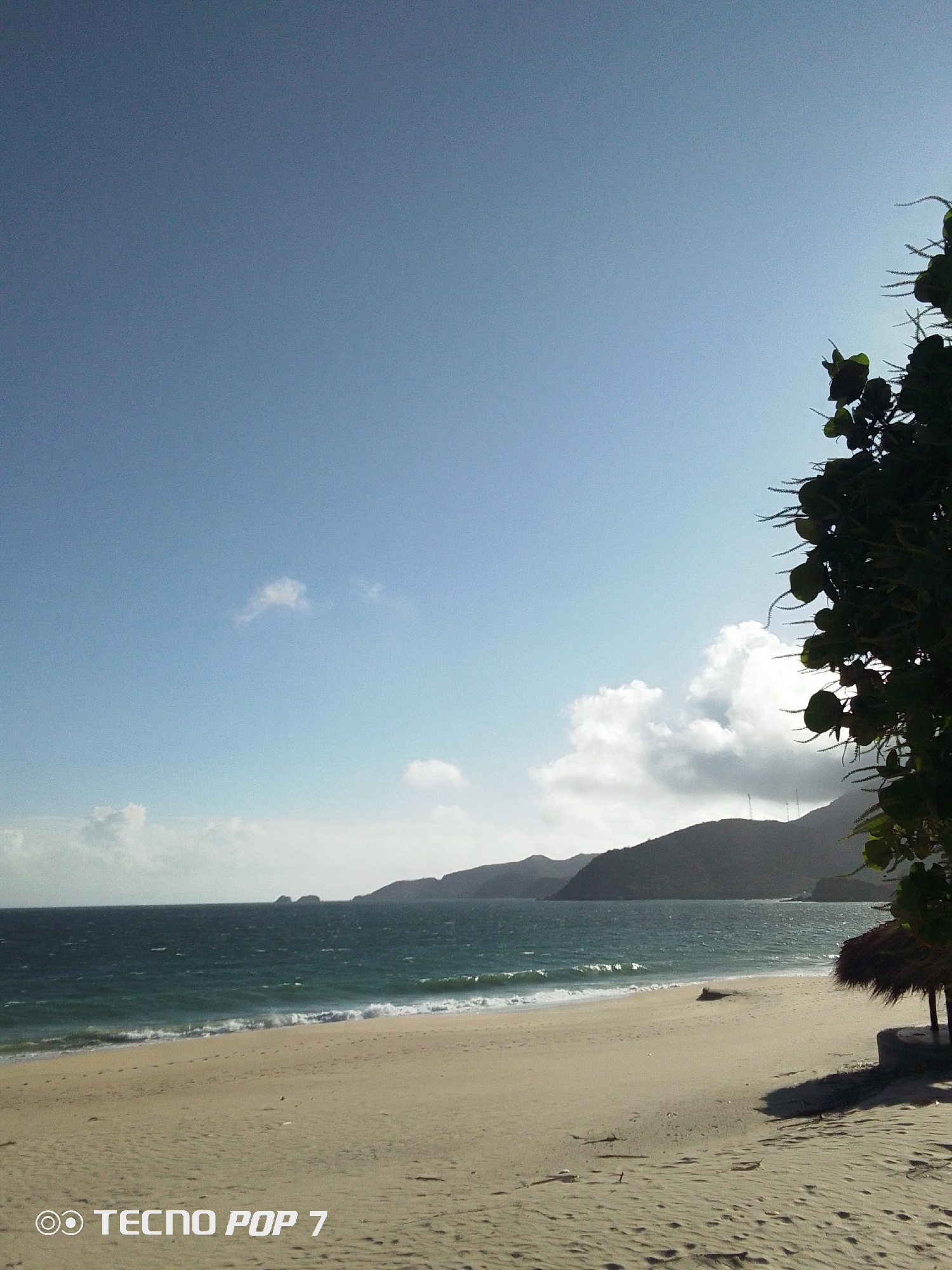 This image captures a serene, sunlit coastal scene in Pedro González, Venezuela. The setting is a sandy beach meeting the ocean, with mountains forming the backdrop.
In the foreground, a wide expanse of light-colored sand dominates the lower half of the frame. Subtle ripples and footprints are visible on the sand, indicating gentle human presence, though no people are depicted. Towards the right, a large, dark green tree or dense bush with distinctive, round leaves extends into the frame, partially silhouetted against the bright sky. Beneath this foliage, a small, straw-roofed structure, likely a beach umbrella or palapa, is visible.
The midground features the calm, turquoise-blue ocean with gentle waves breaking on the shore, creating white foam. The water appears clear. In the distance, across the water, a range of rolling mountains stretches along the horizon, their forms softened by the atmospheric haze. Some smaller, rock-like formations are visible offshore near the distant landmass.
The sky occupies the upper portion of the image, presenting a clear, vibrant blue hue with scattered white cumulus clouds. The lighting suggests a bright day, possibly morning or late afternoon, with the sun casting soft shadows, indicating good weather. There is no specific activity or event taking place, conveying a sense of peaceful natural beauty.
In the bottom left corner of the image, the text "OO TECNO POP 7" is visible, indicating the device used to capture the photograph.