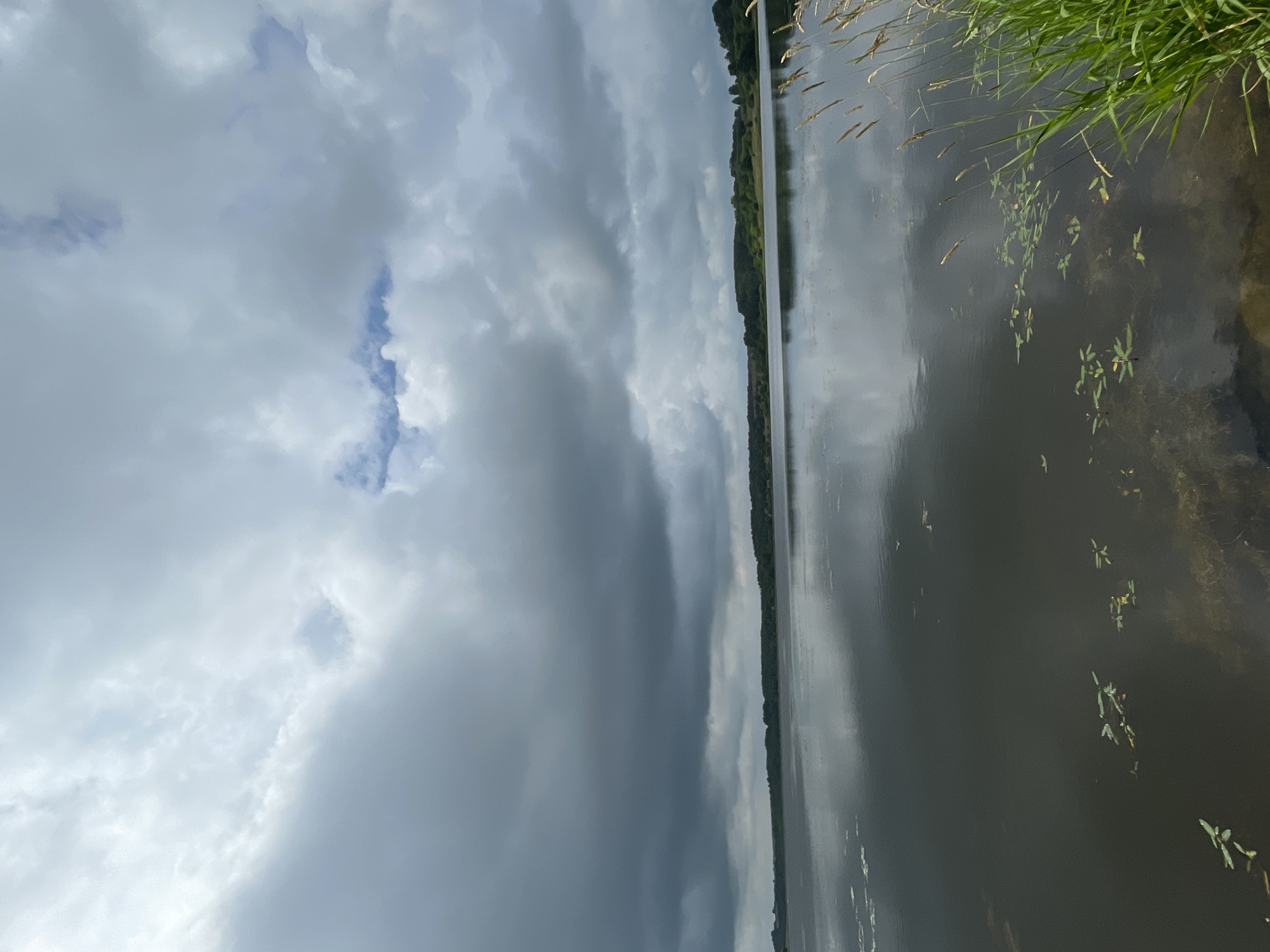 A wide, calm lake under a cloudy sky reflects the landscape. The water is dark, with a few scattered lily pads and aquatic plants visible. The far shore is lined with a dense band of dark green trees. The sky is filled with large, gray clouds, with a few patches of lighter sky and blue showing through. On the right side of the foreground, tall green grass and dry stalks of wheat are growing along the edge of the water. The image appears to be taken from the shore of a body of water in a rural or natural setting, possibly on the outskirts of Березник, Russia, given the prompt's context. No people or animals are visible in the scene.