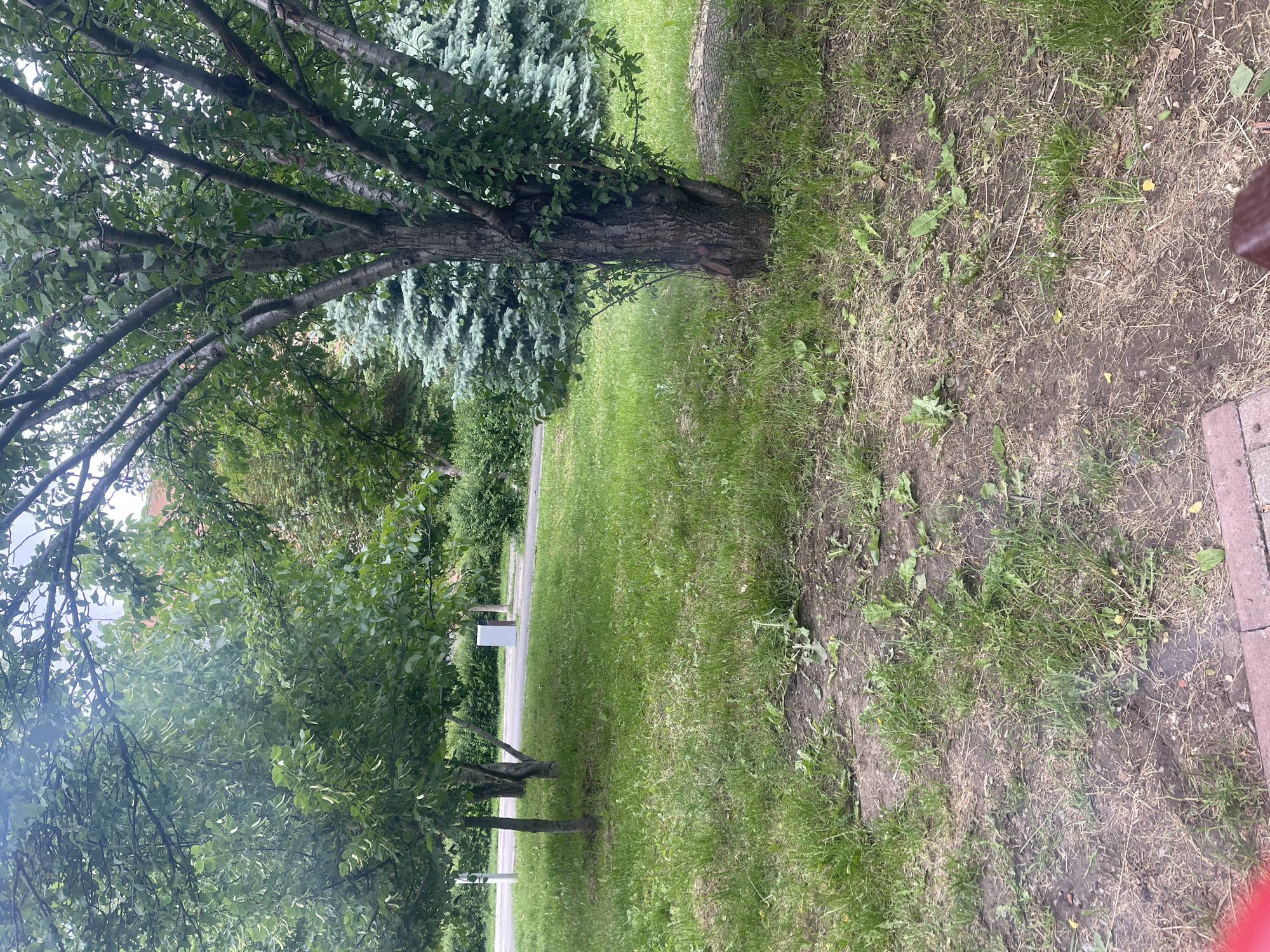 This image captures a tranquil outdoor scene, likely a park or a spacious green area in Poltava, Ukraine. The setting is dominated by lush vegetation under what appears to be an overcast daytime sky, contributing to soft, diffuse lighting with no harsh shadows.
The foreground and mid-ground feature a large, mature deciduous tree with a rough, dark bark and dense green foliage, extending its branches across the upper left of the frame. To the right of its trunk, the ground is a mix of vibrant green grass and patches of drier, sparser earth with some weeds and dried grass, suggesting varying levels of maintenance or natural growth. Further back, another large tree with bluish-green, needle-like foliage, possibly a blue spruce, adds a contrasting texture and color.
In the middle distance, a grey paved path or road runs horizontally across the frame, separating the closer grassy areas from more distant greenery and smaller trees. A small, light-colored rectangular object, possibly a sign or a utility box, is visible near the path on the left side. The overall scene is one of natural urban or suburban green space.
No people or animals are visible, and no specific activity is taking place; the scene is static. There is no visible text. The atmosphere is peaceful and serene, characteristic of a quiet moment in a public park or nature strip.
