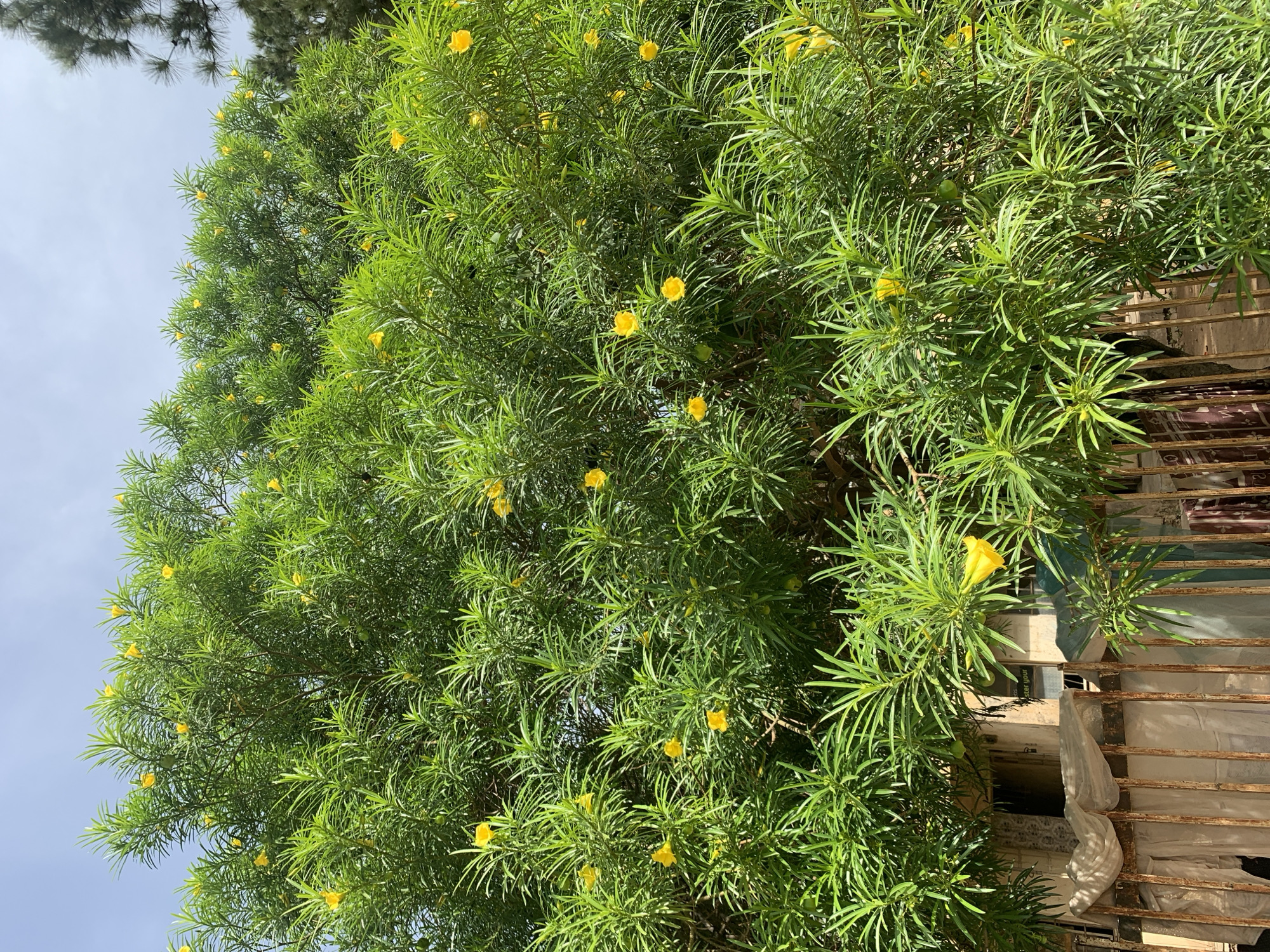 The image shows a tree with green leaves and scattered yellow flowers. The tree is situated near a building with what appears to be a rusted metal structure. Some sky is visible in the upper-left corner of the image, and another tree is partially visible in the upper portion of the image. Based on the specified location (Rafin Par, Nigeria), it can be inferred that this is an urban or suburban environment. The image contains no visible people or interactions.