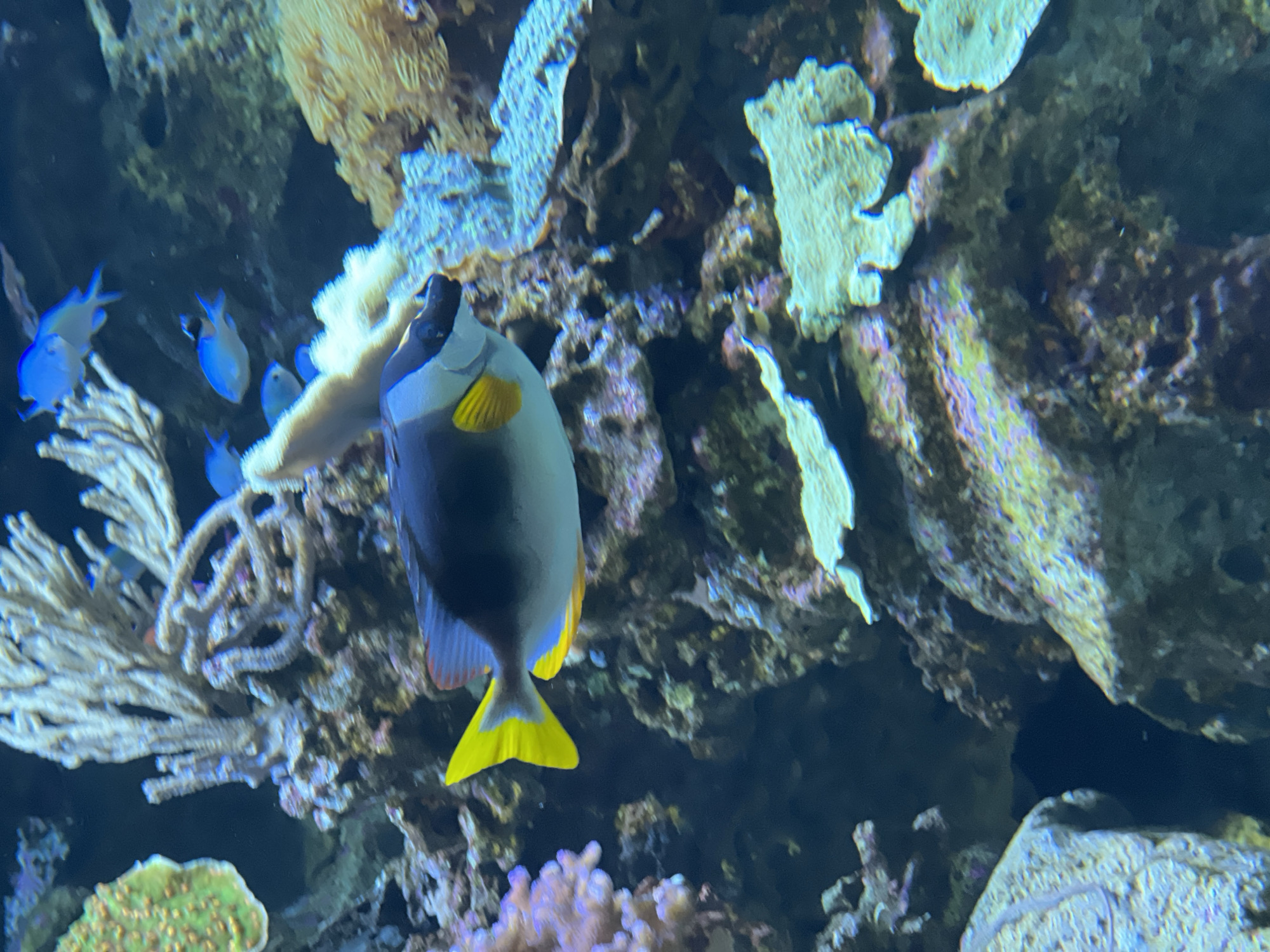 The image shows a marine aquarium scene. A dark blue and gray fish with yellow fins is the focal point, positioned in front of rocks and coral formations. Several small blue fish are visible in the background, near a light-colored coral branch. The setting appears to be a public aquarium exhibit. This scene is most likely captured at the Shedd Aquarium in Chicago, United States of America, given the exhibits commonly found there.