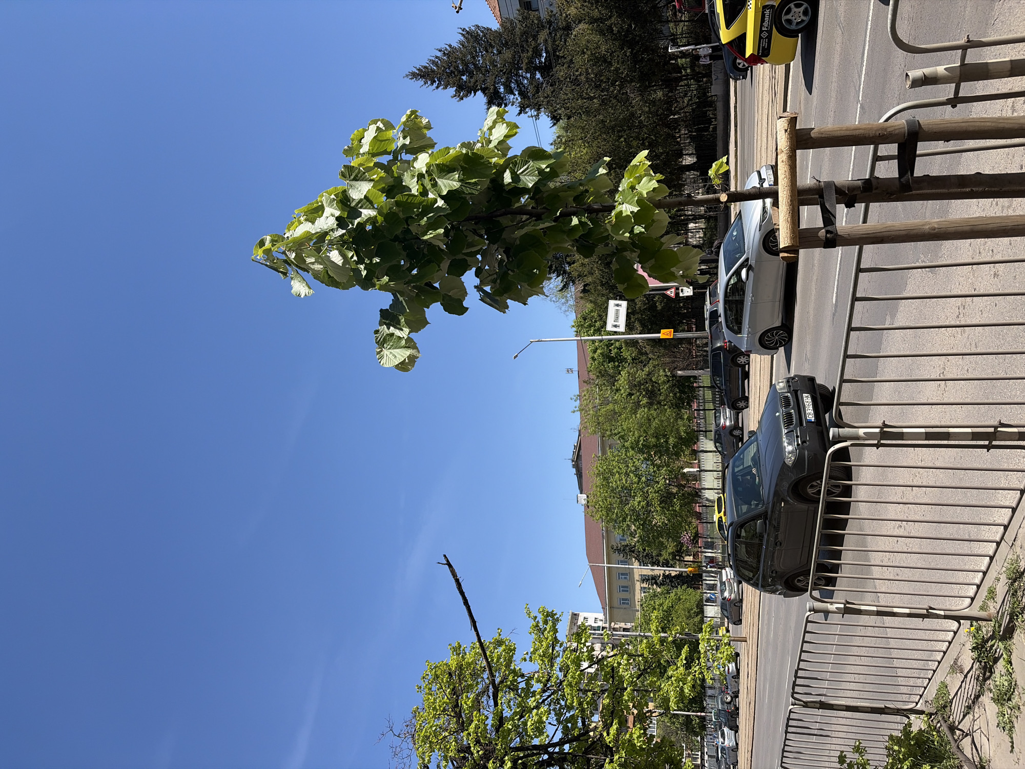 An urban street scene is captured on a bright, sunny day in Sofia, Bulgaria. In the foreground, a young tree with vibrant green leaves stands, supported by three wooden posts and black straps. A metal fence runs horizontally across the mid-ground, separating a paved area from the street.
Along the street, several cars are parked on the right side of the frame. The closest vehicle is a dark grey BMW X3 SUV with the license plate "CB 7663 HK". Behind it, a silver hatchback or sedan is visible, and further down the street, part of a yellow taxi with the "Fibank" logo can be seen.
Road signs are present near the parked cars; a white rectangular sign displays "ПАРКИНГ" (Parking) in Cyrillic with a right-pointing arrow, and below it is a yellow triangular warning sign. In the background, various buildings with visible roofs and windows are interspersed with mature green trees and some darker evergreen trees. The sky above is a clear, cloudless blue, and strong sunlight creates defined shadows, indicating it is likely mid-day. No people are visible in the image.