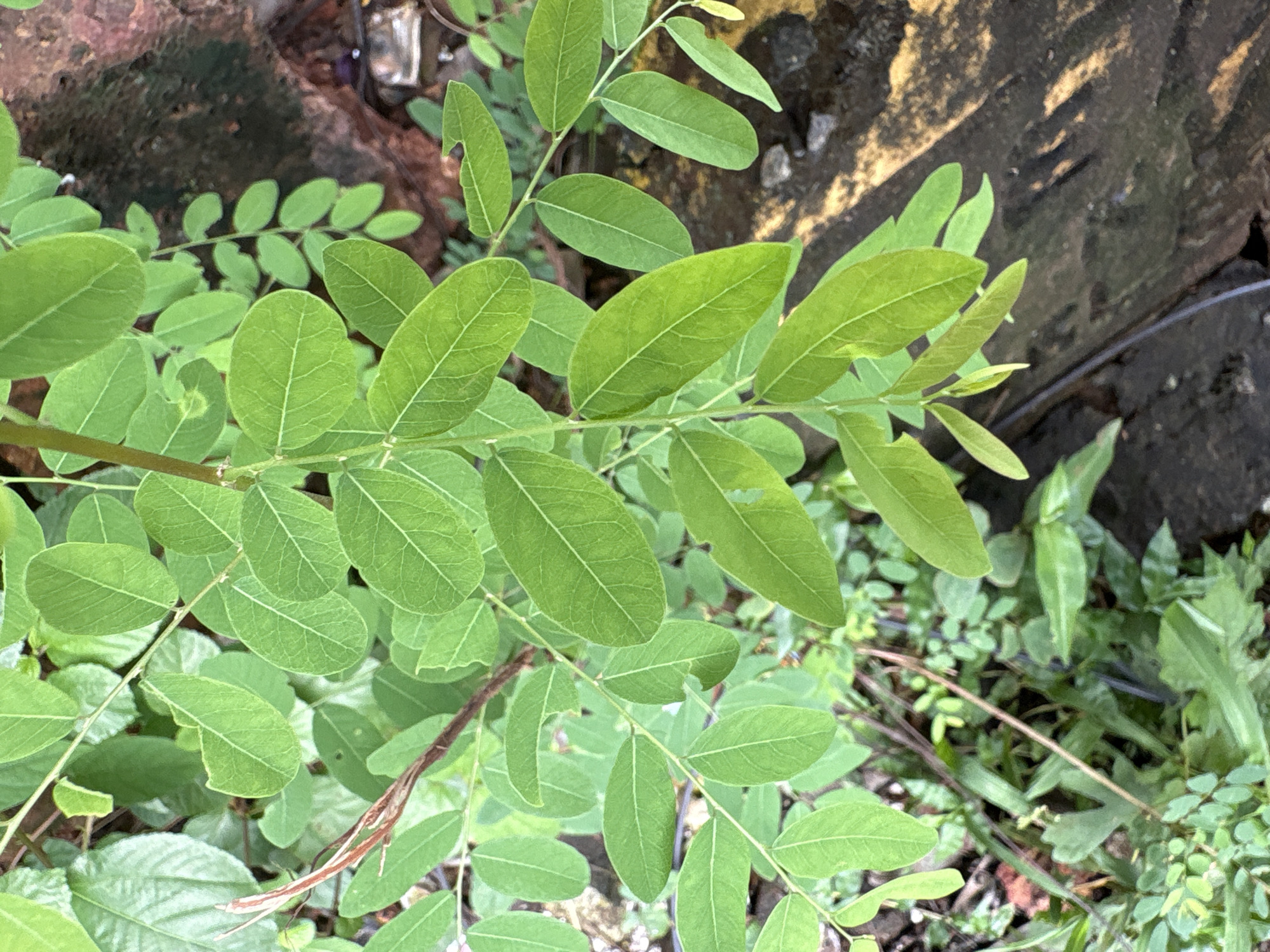 The image shows a close-up of a plant with compound leaves in a natural outdoor setting. The leaves are vibrant green and have a smooth texture, with some visible veins. The plant appears to be growing in a somewhat overgrown area, with other greenery and some debris on the ground. The background is blurred, suggesting a shallow depth of field, but hints of rough surfaces and earthy tones are visible. No people or specific structures are identifiable. The scene is consistent with a garden or uncultivated area within a city, such as Agarvada, India, characterized by dense vegetation and natural ground cover.