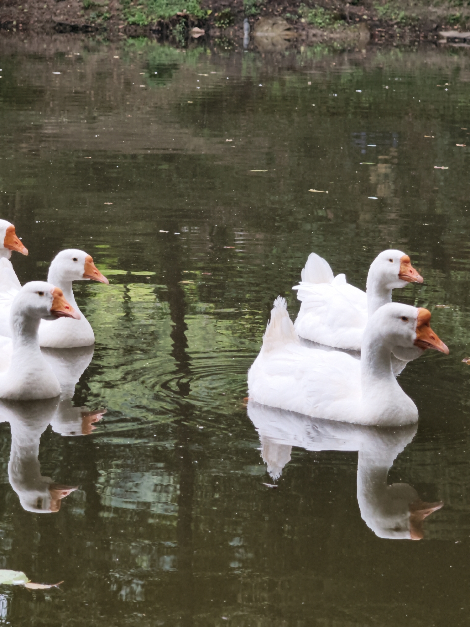 A group of white geese with orange beaks swim in a dark, calm body of water, possibly a lake or pond, with reflections of trees and foliage on the surface. The background shows a slightly out-of-focus shoreline with green vegetation and brown earth. The image appears to have been taken in Kalinovoye Ozero, Russia, capturing a serene natural scene with domestic waterfowl.