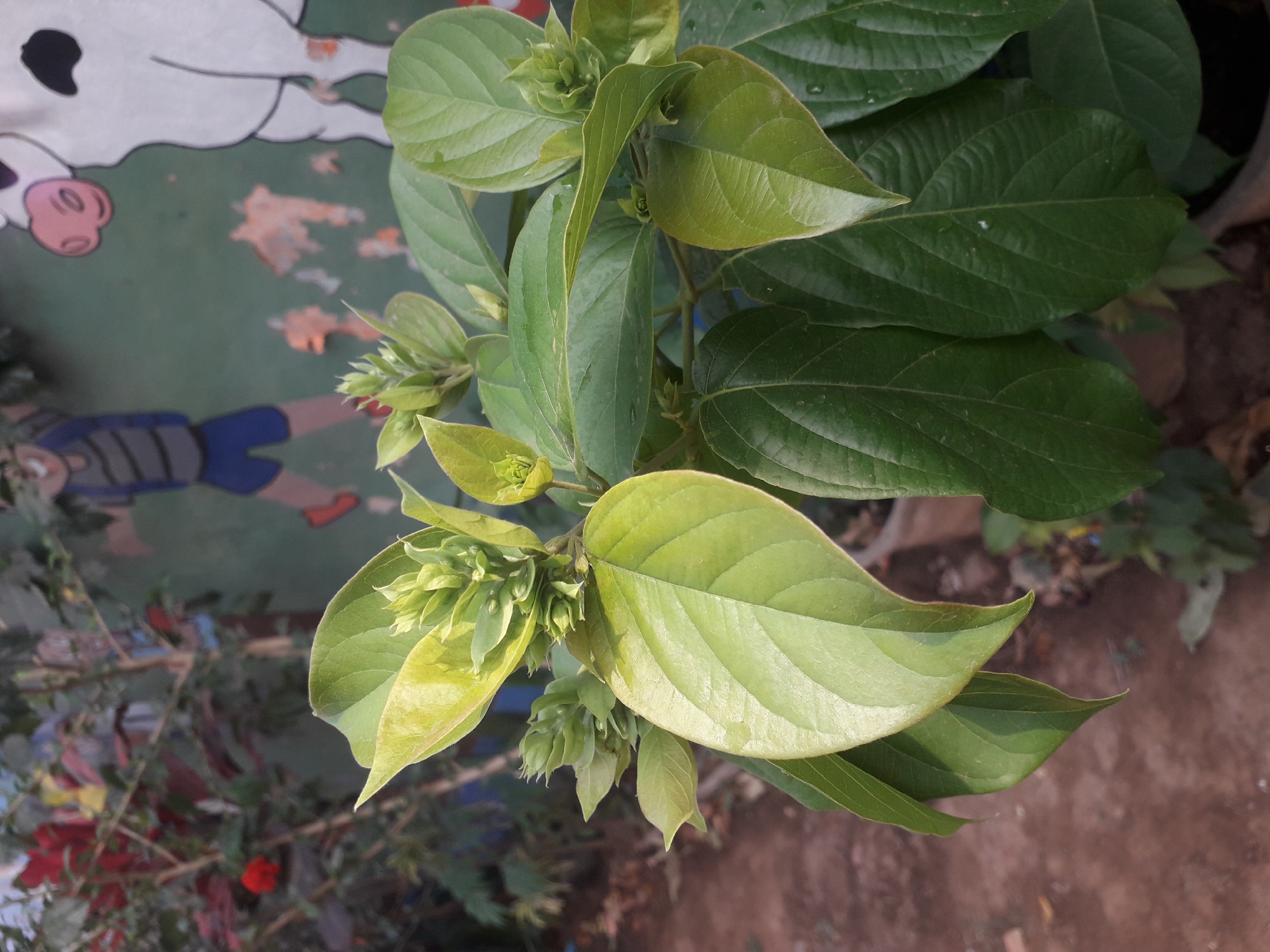 A close-up shot focuses on the new growth of a plant with vibrant green leaves and developing buds. The leaves are broad and ovate, with prominent veins running through them. Some leaves have a lighter, almost yellowish hue, indicating new growth, while others are a deeper, richer green. The buds are clustered together at the tips of the stems, appearing tightly packed and ready to open. The plant appears to be in a pot, as suggested by the slight curvature at the bottom edges of some leaves, hinting at its containment.
In the background, a blurry mural adorns a wall. The mural depicts cartoonish figures: a child in blue shorts and a striped shirt, and a white cow with pink ears and black spots. The mural's style suggests it might be in a public space, possibly a school or community area. The ground beneath the plant is a mix of reddish-brown soil and some scattered fallen leaves. The overall impression is one of an outdoor setting, likely a garden or courtyard. The location in Cankuang, Indonesia, provides a tropical context for the lush foliage.