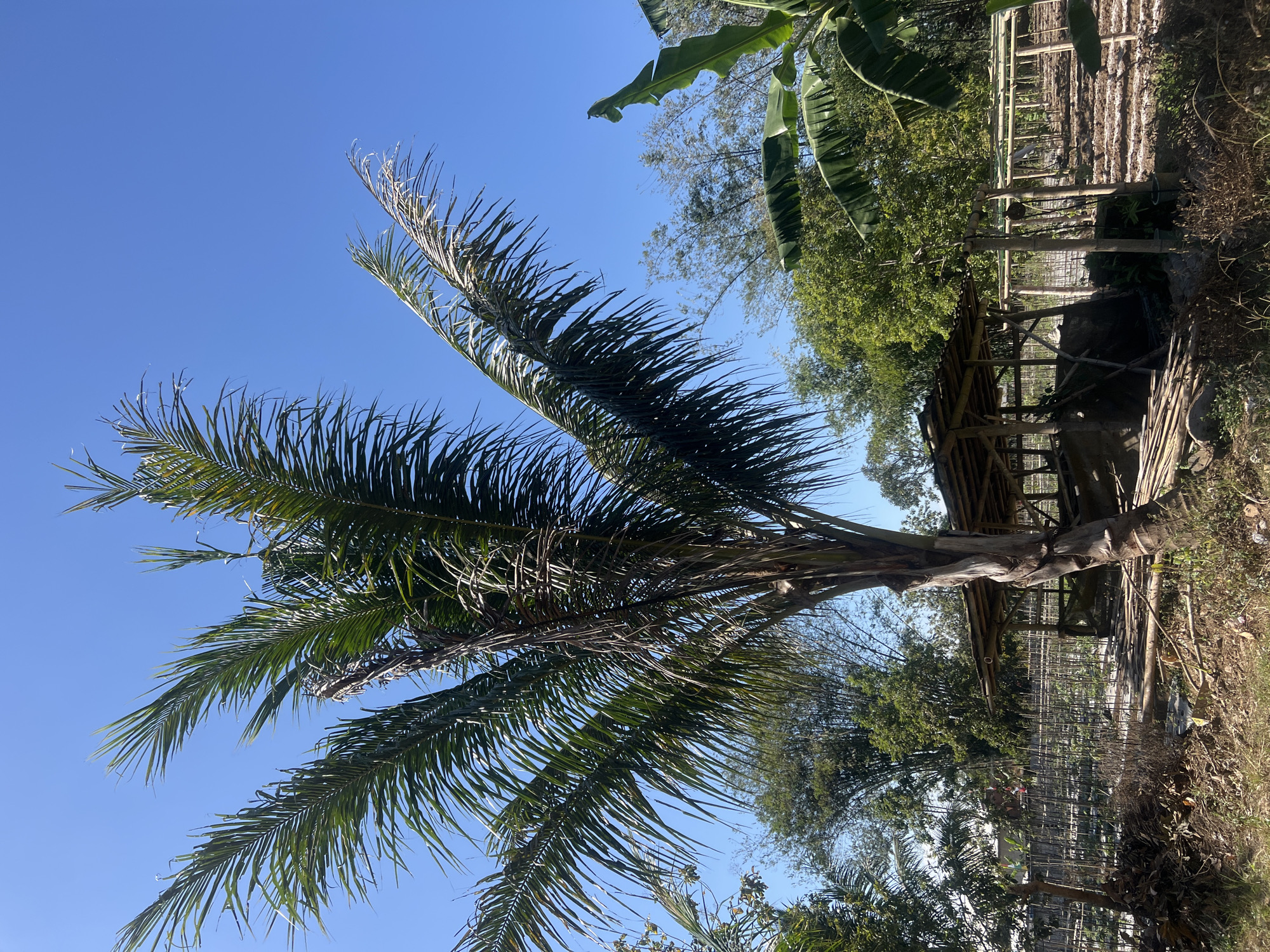 A solitary palm tree stands prominently in the foreground of this outdoor scene, its fronds reaching towards a clear blue sky. Behind the palm, a rustic wooden shelter with a thatched roof is visible, appearing to be part of a farm or agricultural area. Various bamboo structures and fencing delineate sections of the land, suggesting cultivated plots. Lush green foliage from other trees and banana plants fills the background, creating a tropical or sub-tropical ambiance. The ground in the foreground is dry and covered with grass and scattered debris. The image appears to be taken in the daytime, with bright sunlight casting shadows. The scene is indicative of a rural or semi-rural setting, potentially a farmstead within or on the outskirts of Temanggung, Indonesia, given the typical agricultural landscape and vegetation found in the region. No people are visible in the image.