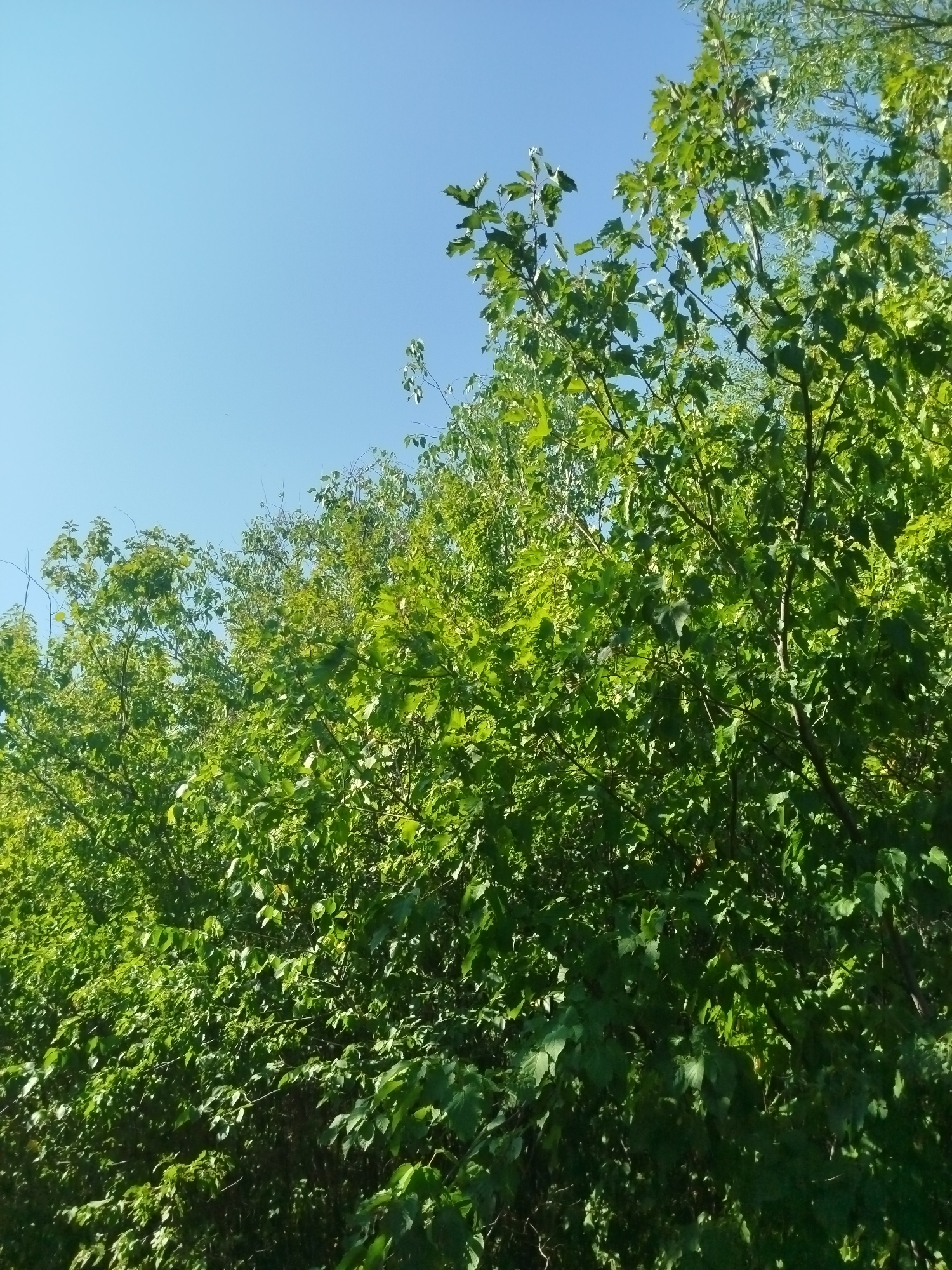 The image depicts a dense canopy of green foliage against a clear blue sky. The leaves are vibrant and lush, suggesting a warm, sunny day. The perspective is from below, looking upwards into the trees. There are no people, animals, or man-made structures visible in the image. The scene is natural and appears to be an outdoor setting, possibly a park or a wooded area. The image does not provide any specific details that would allow for its location to be identified within the city of Qarağandı city administration, Kazakhstan.